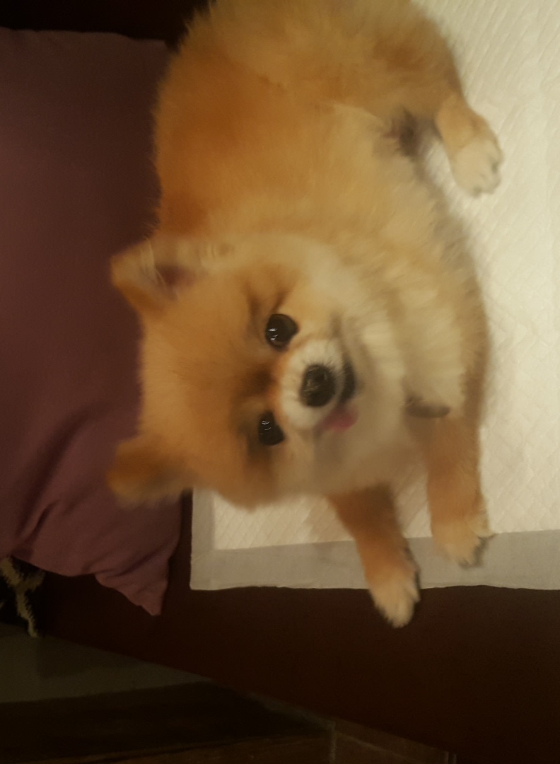 시흥번식장에서 구조된 광진이 한달째