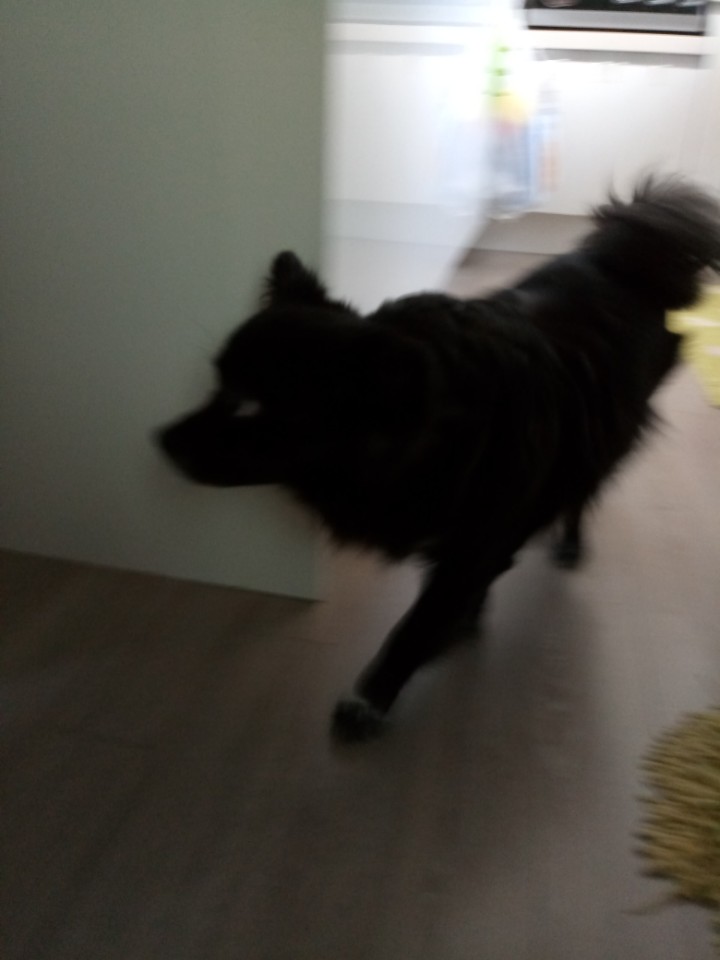 소월이 입양된지 1년 되었어요~~