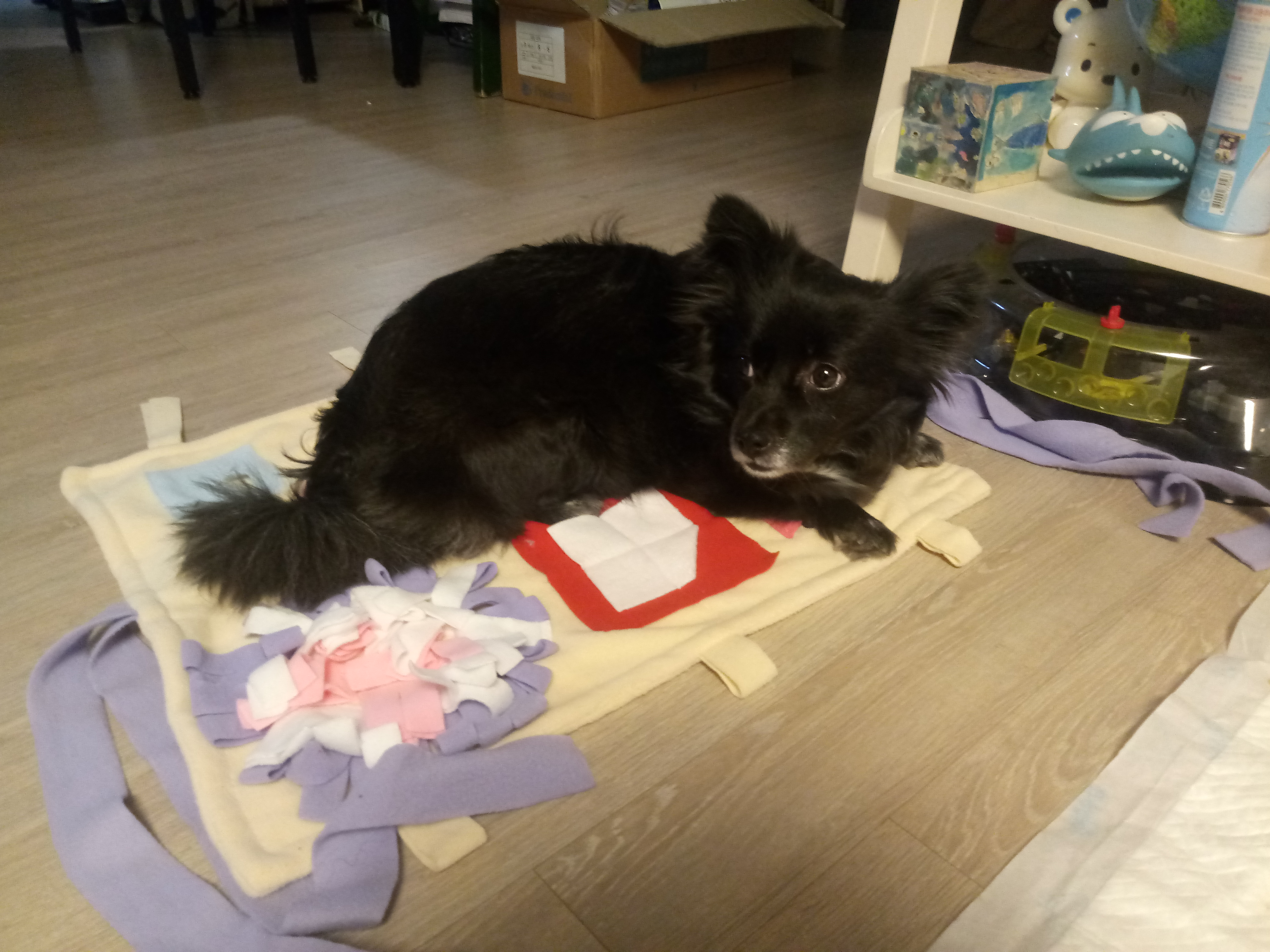 소월이 입양된지 1년 되었어요~~