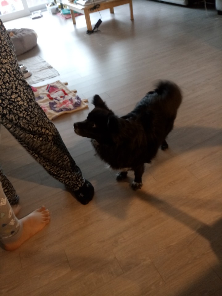 소월이 입양된지 1년 되었어요~~