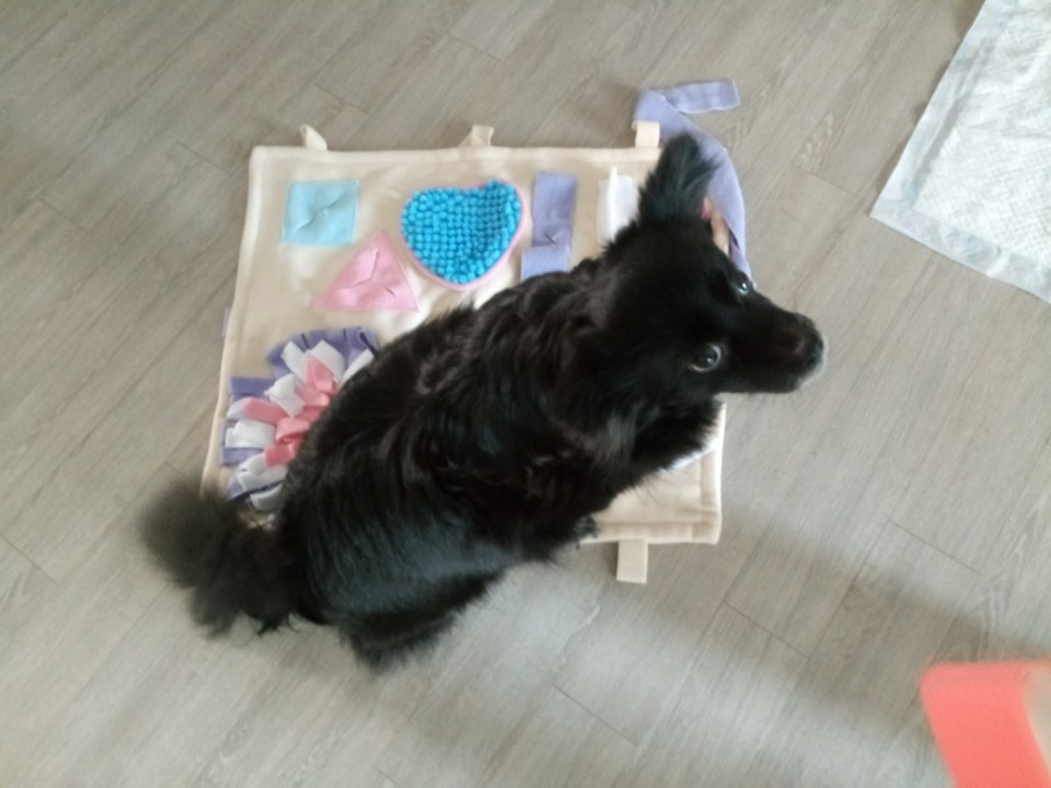 소월이 입양된지 1년 되었어요~~