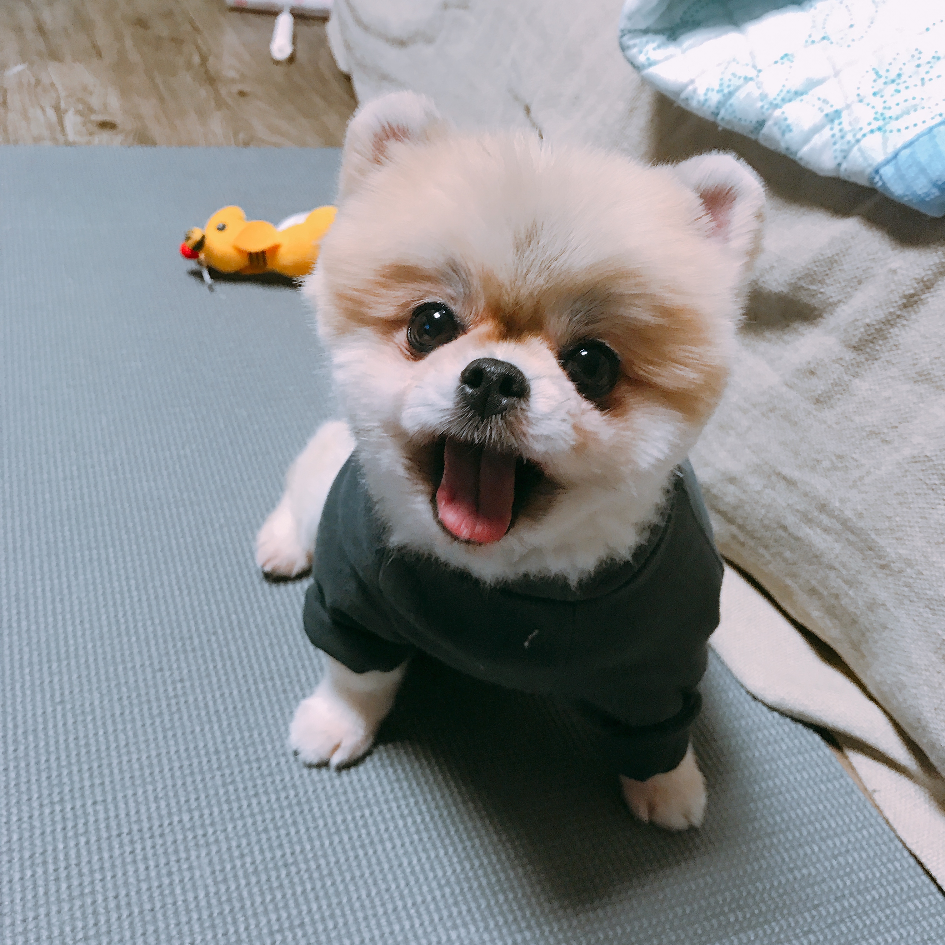 시흥번식장 구조견 제리 근황입니다ㅎㅎ