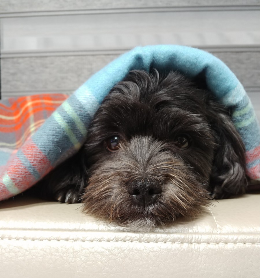 작두(문고) 3개월 10일 입양후기