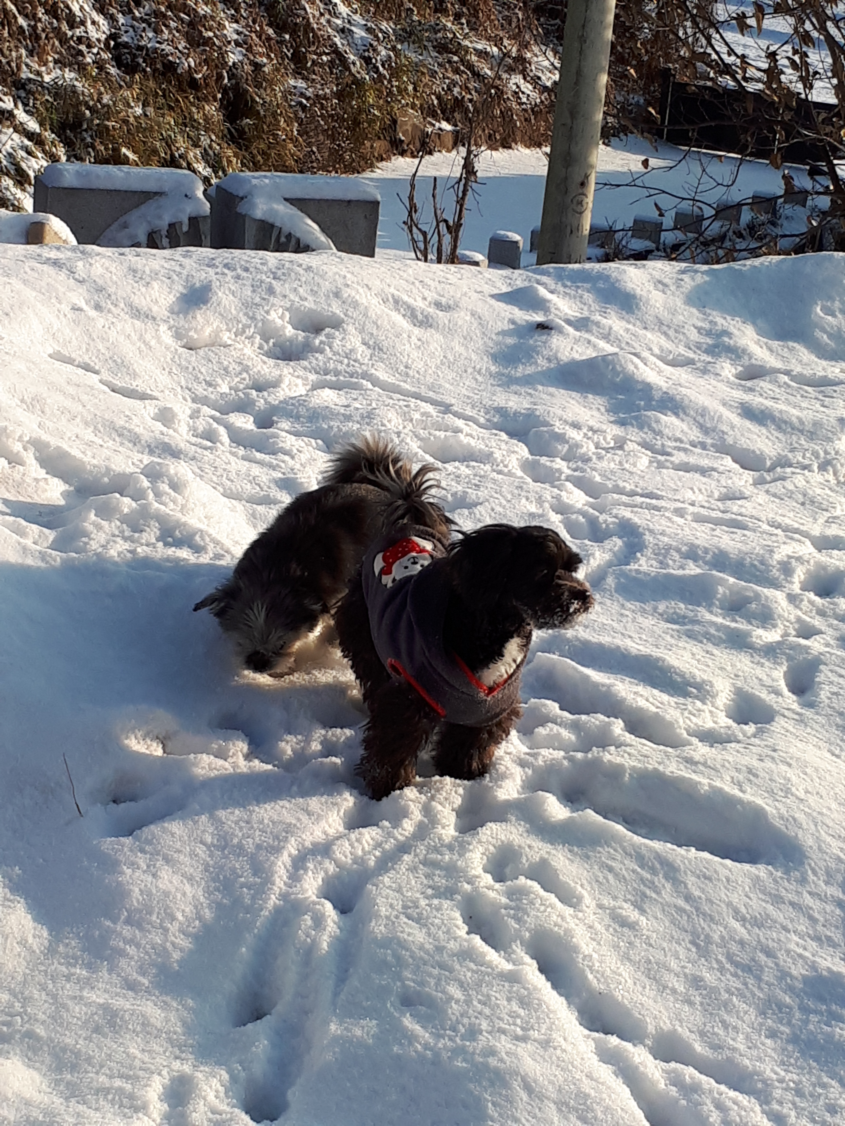 작두(문고) 3개월 10일 입양후기