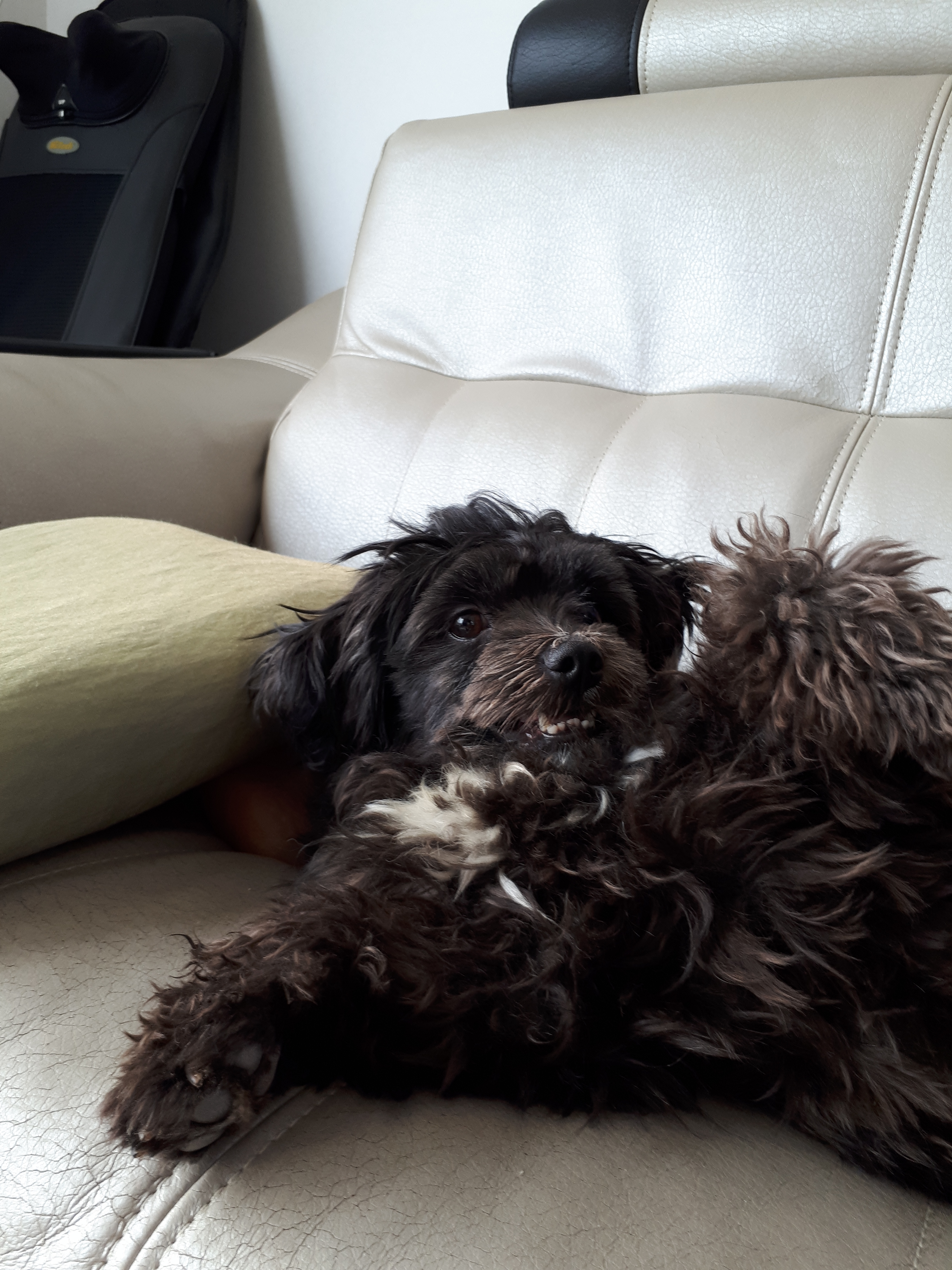 작두(문고) 3개월 10일 입양후기