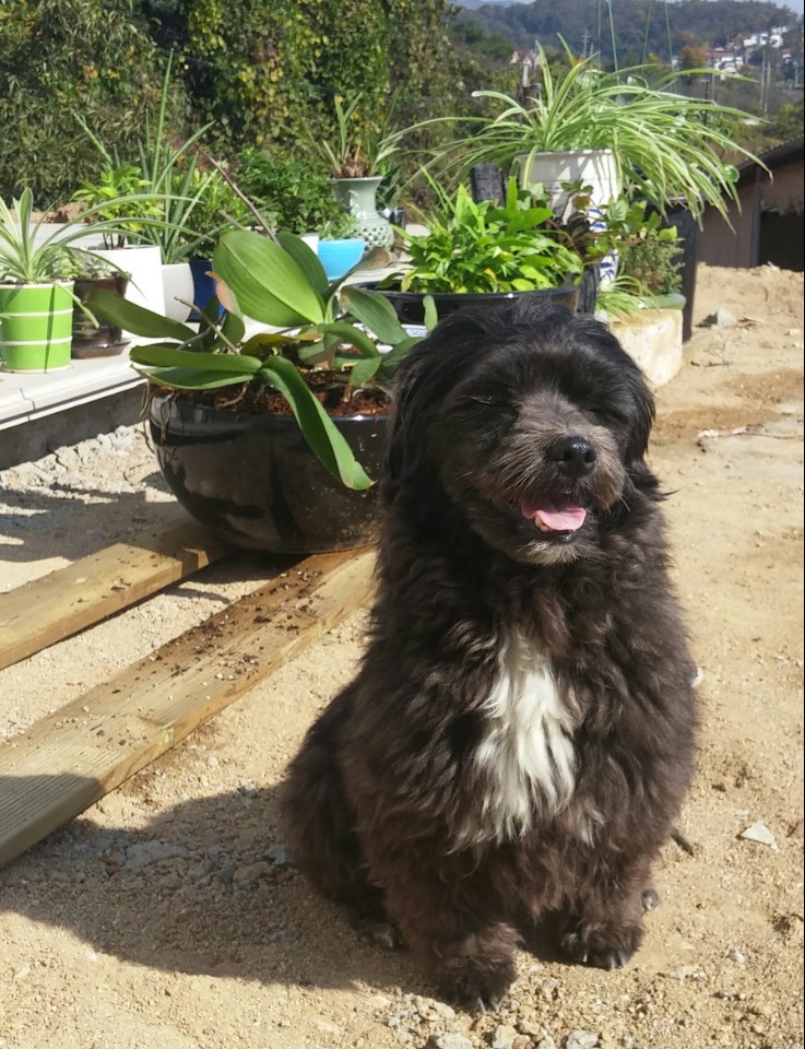 작두(문고) 3개월 10일 입양후기