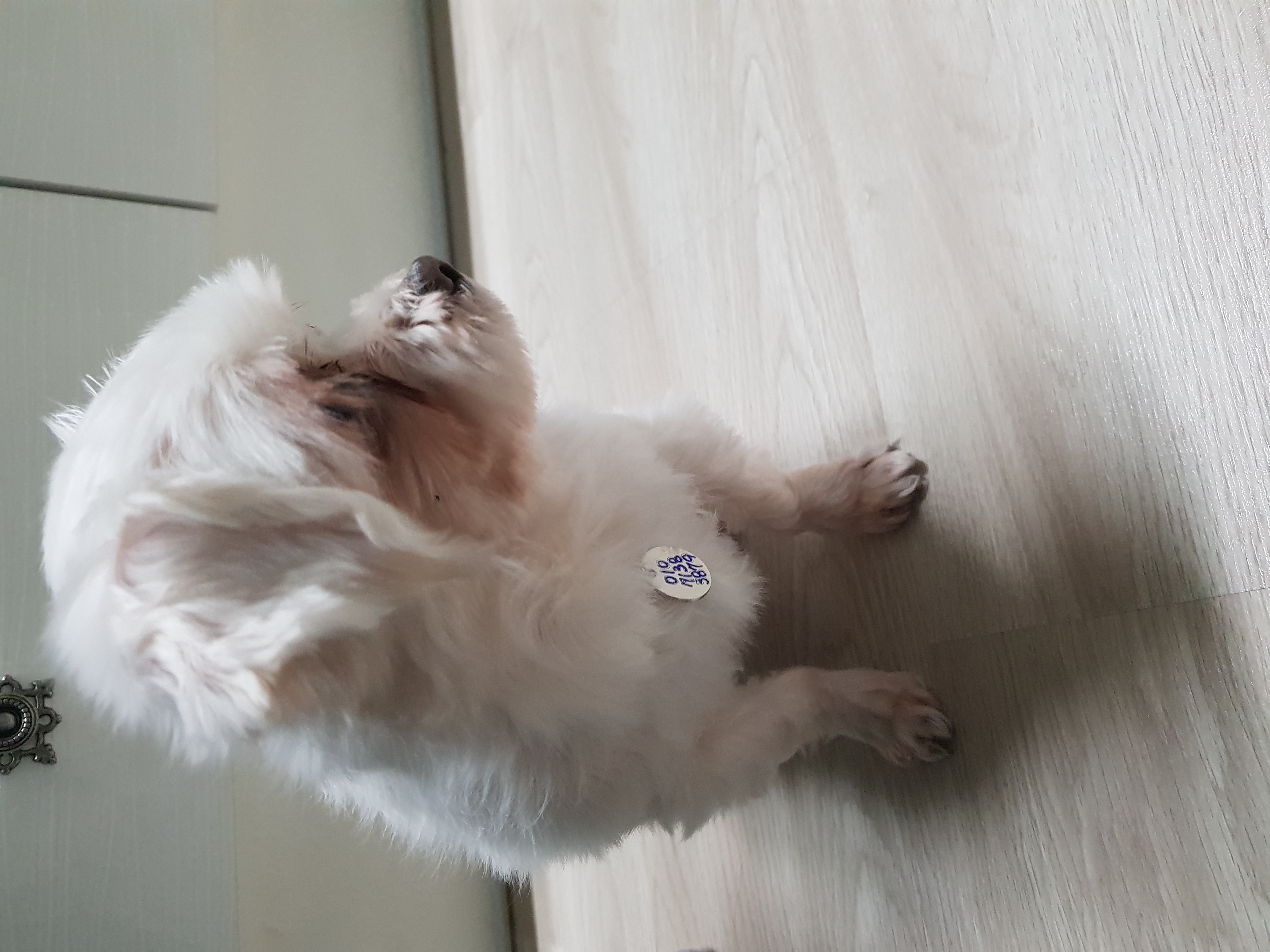 몽실(치멍16)이 임시 보호 후기를 올려드립니다.