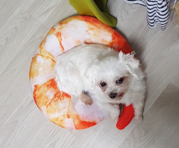 몽실(치멍16)이 임시 보호 후기를 올려드립니다.