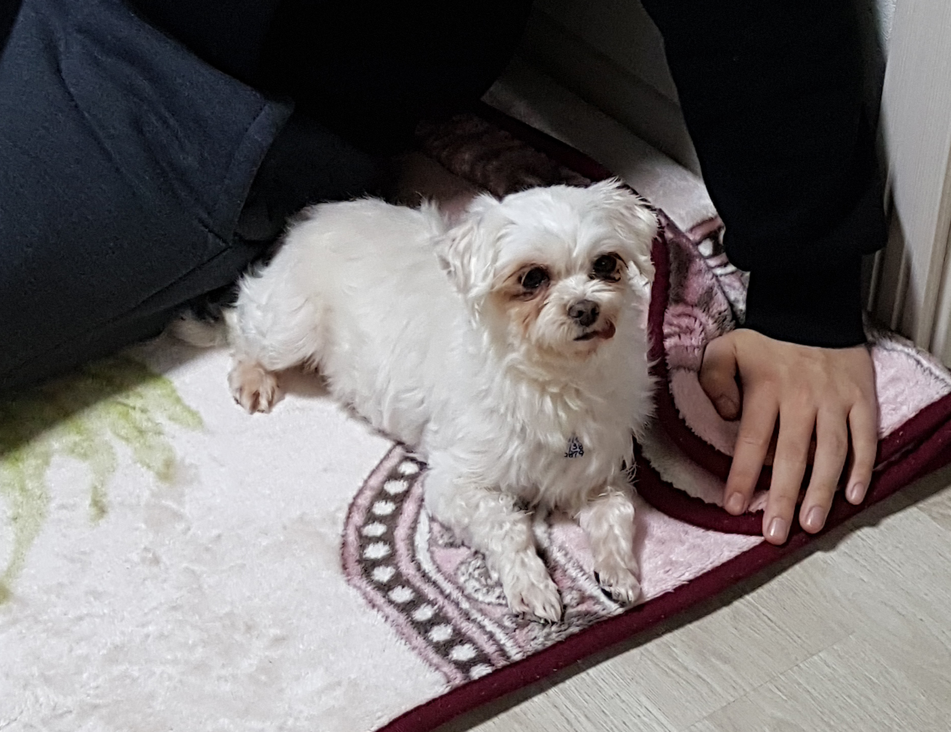 몽실(치멍16)이 임시 보호 후기를 올려드립니다.