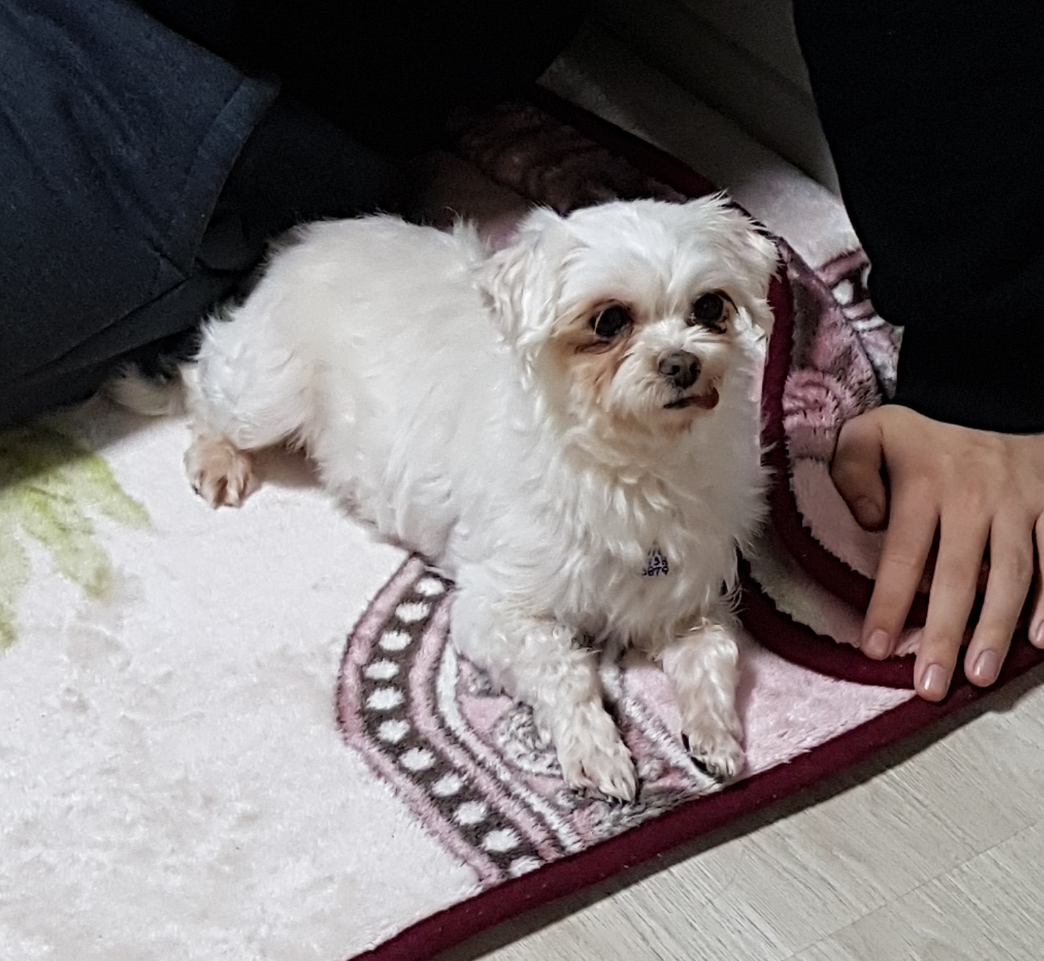 몽실(치멍16)이 임시 보호 후기를 올려드립니다.