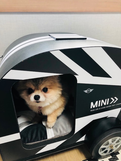 케찹이 입양후기 ♥