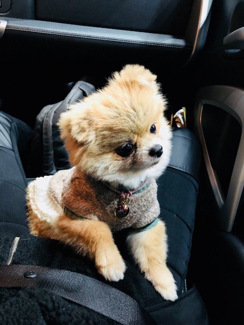 케찹이 입양후기 ♥