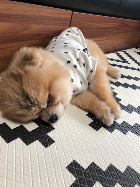 케찹이 입양후기 ♥