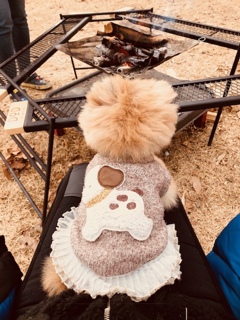 케찹이 입양후기 ♥