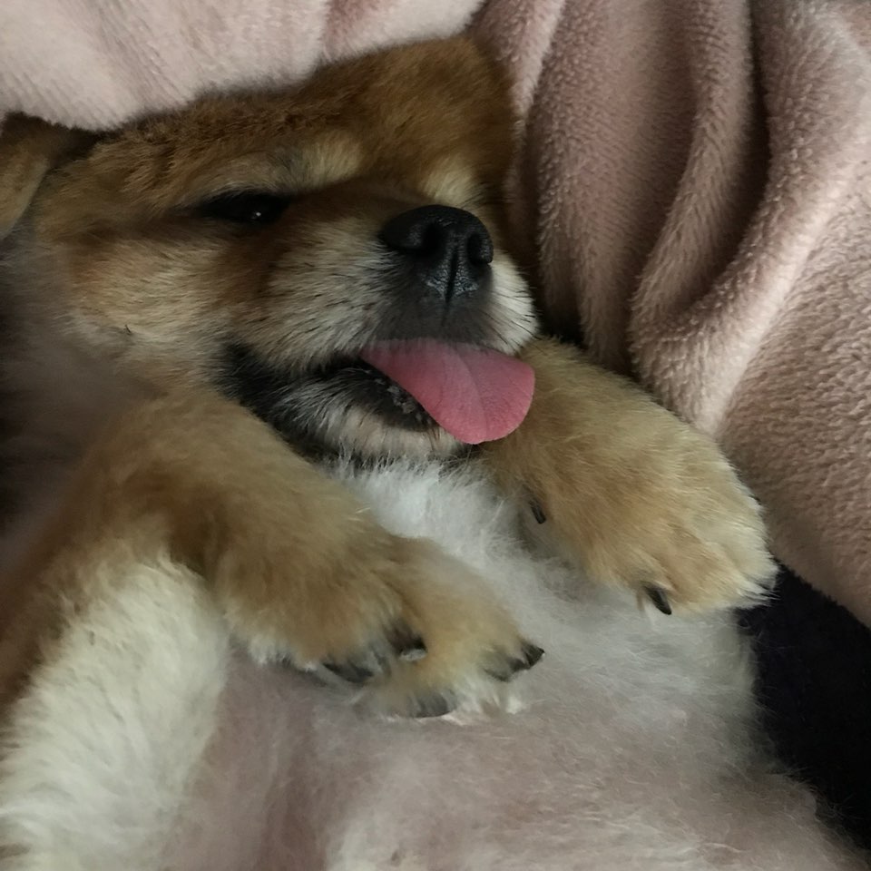 시흥번식장 구조견 탑3 배추 임보소식입니다~