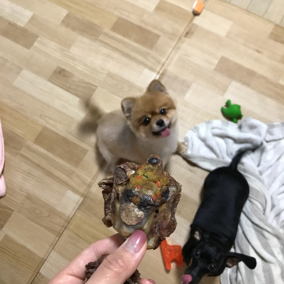 시흥번식장 구조견 탑3 배추 임보소식입니다~