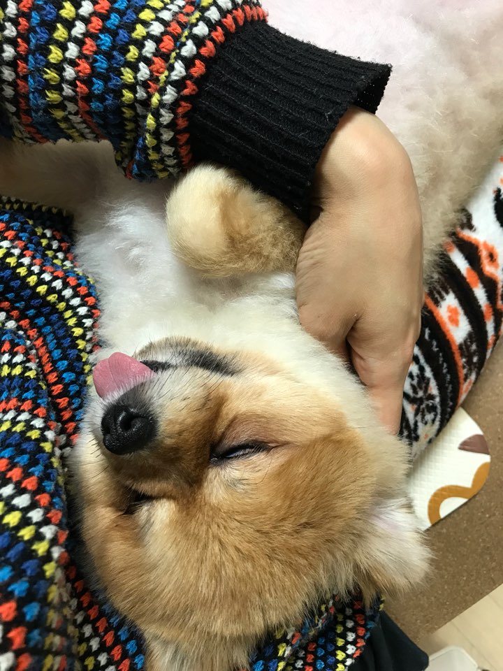 시흥번식장 구조견 탑3 배추 임보소식입니다~