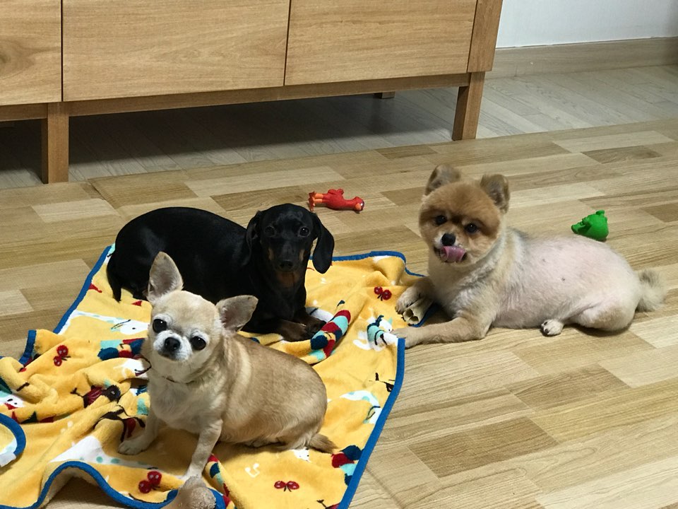 시흥번식장 구조견 탑3 배추 임보소식입니다~