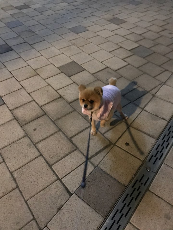 시흥번식장 구조견 탑3 배추 임보소식입니다~