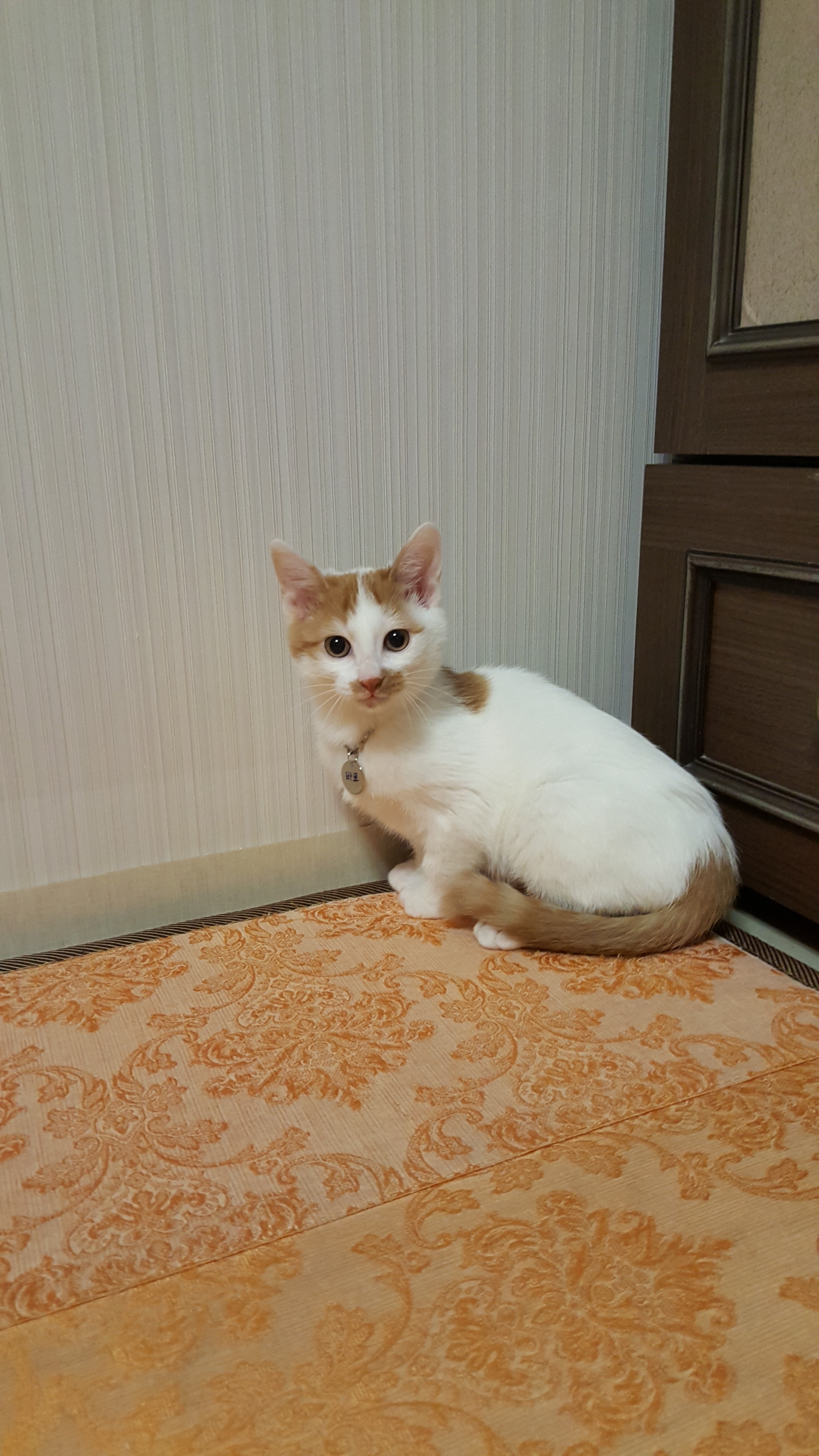 안녕하세요 저는 바로예요