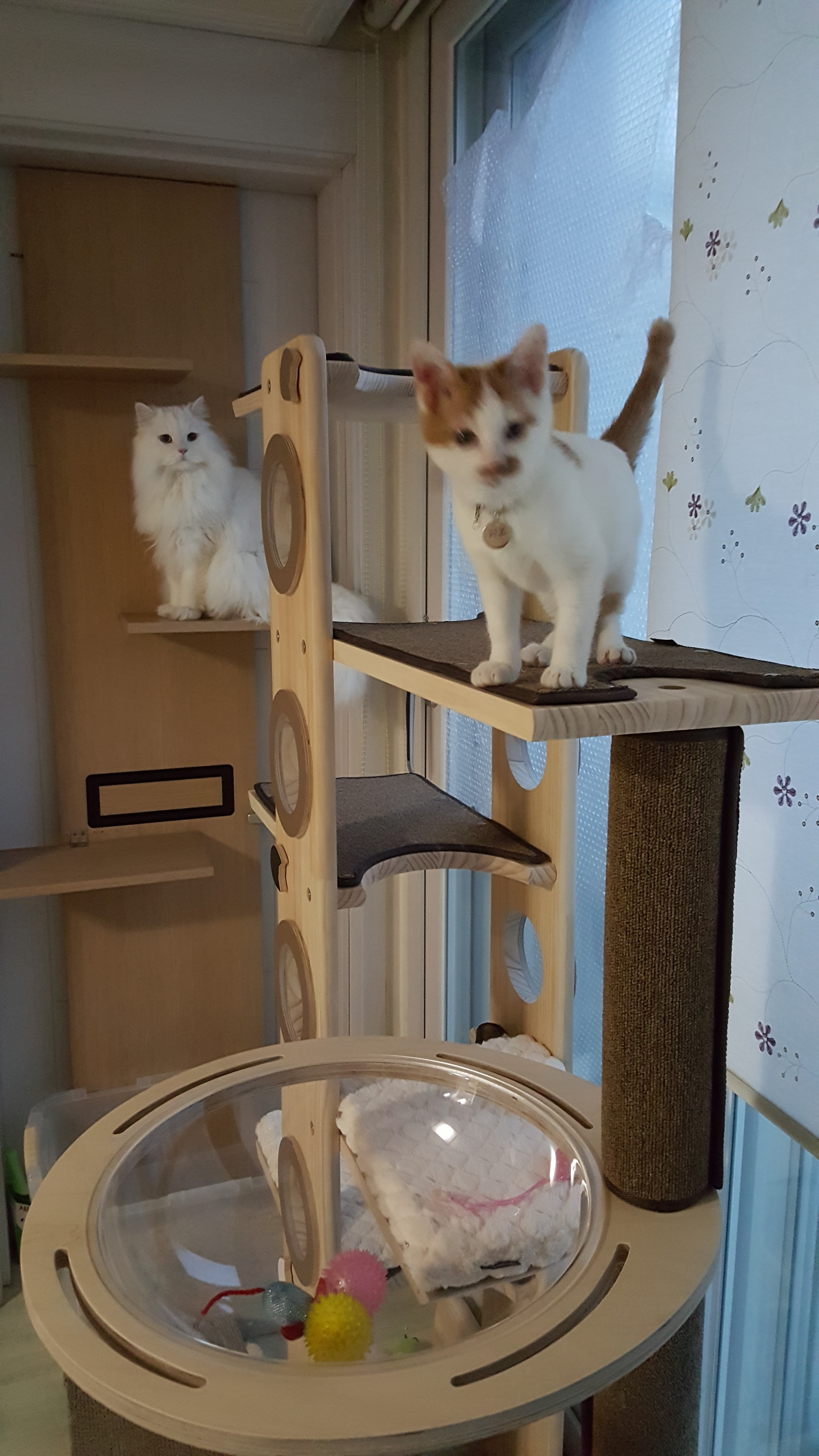 안녕하세요 저는 바로예요