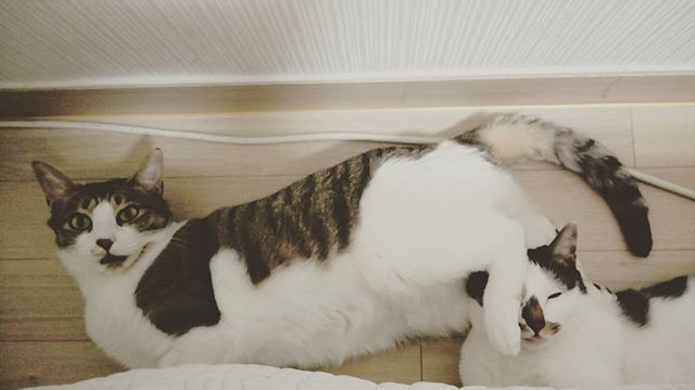 냐희 입양후기(4차)