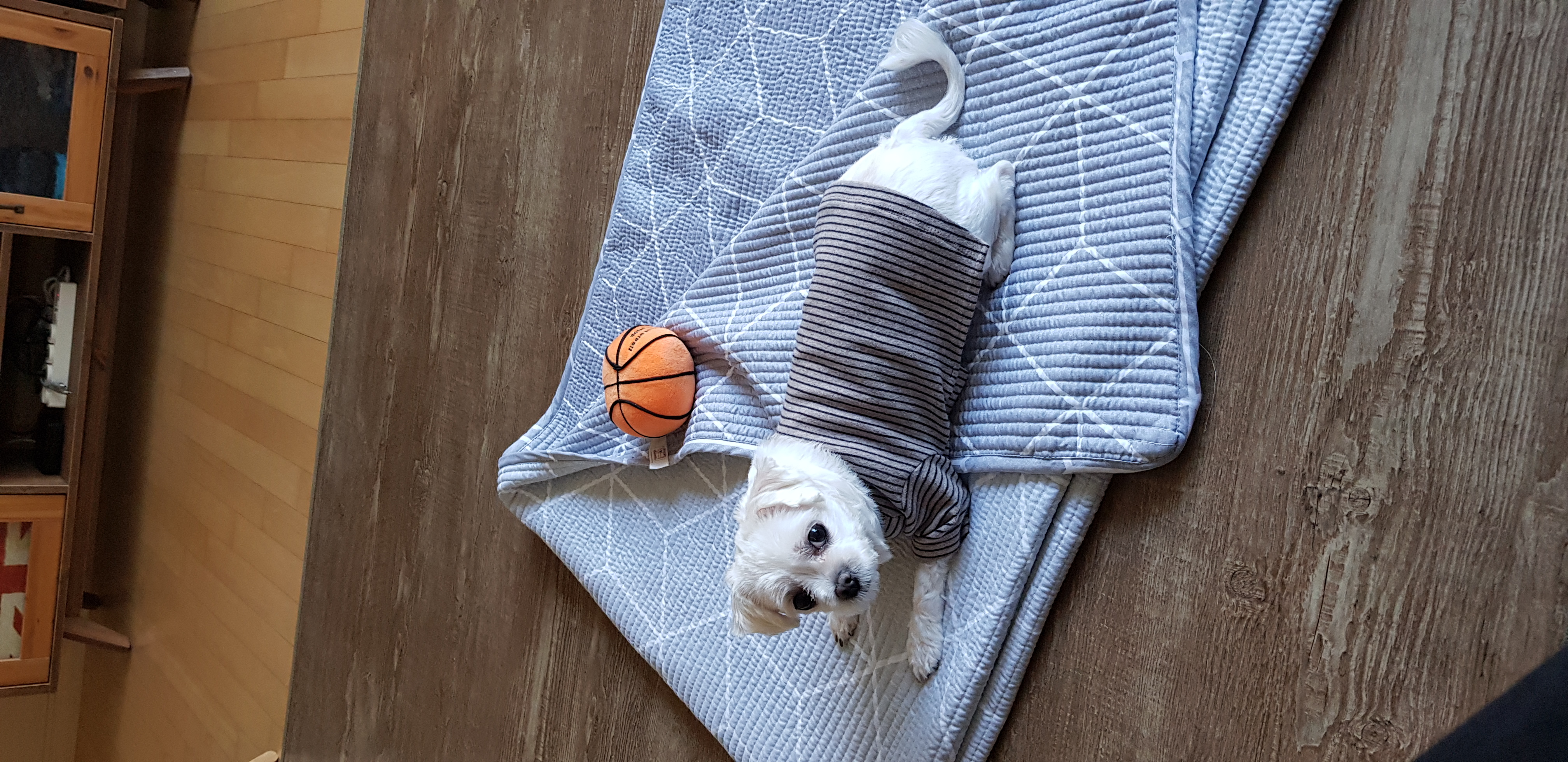 딸기 입양후기(뚜띠~)