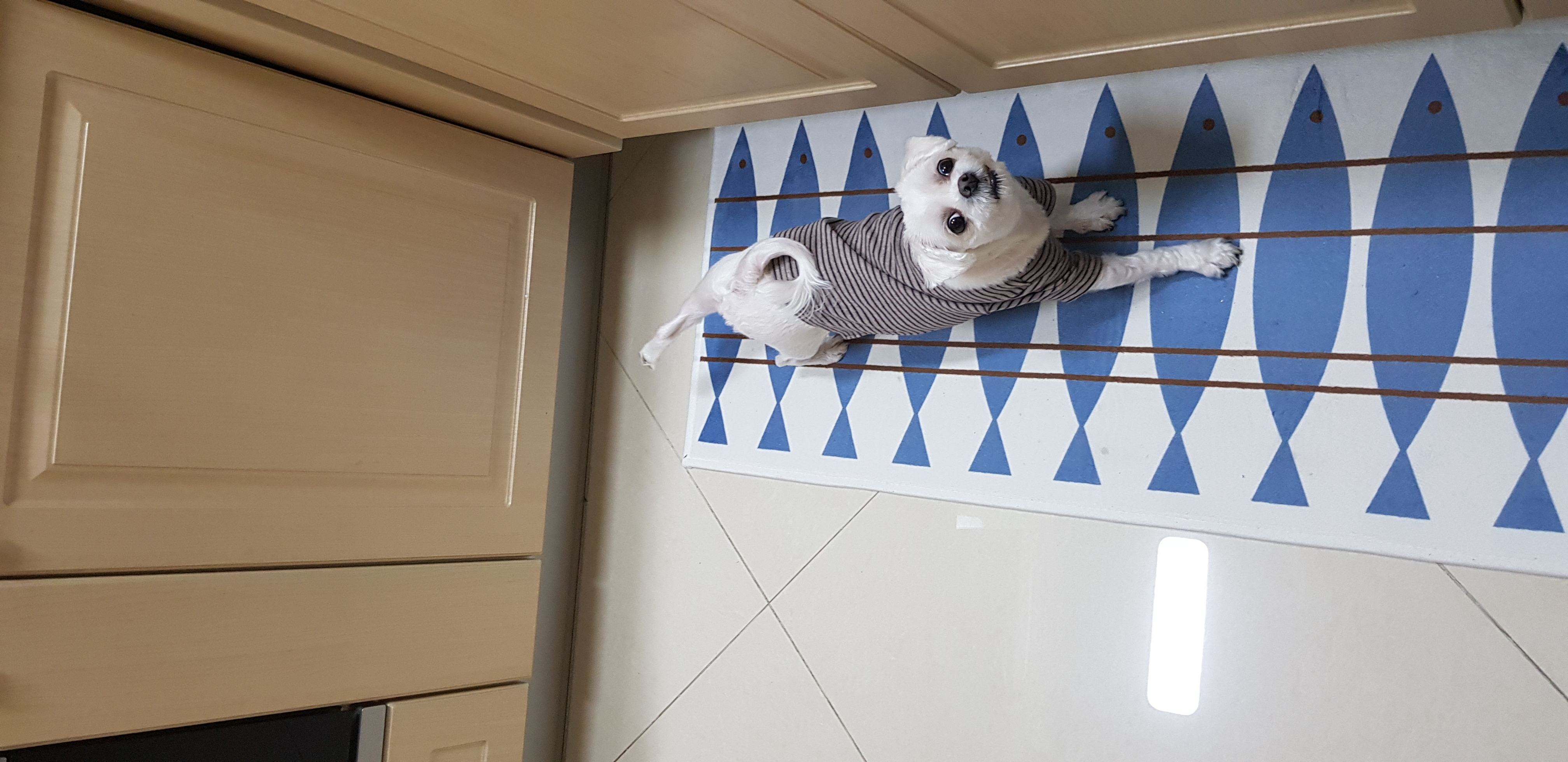 딸기 입양후기(뚜띠~)