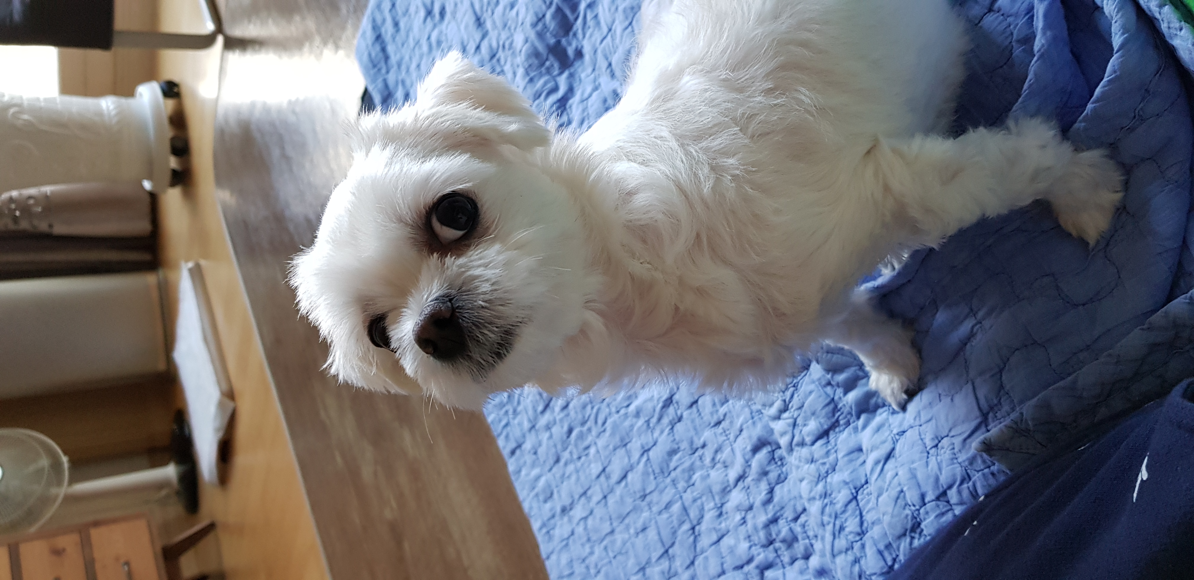 딸기 입양후기(뚜띠~)