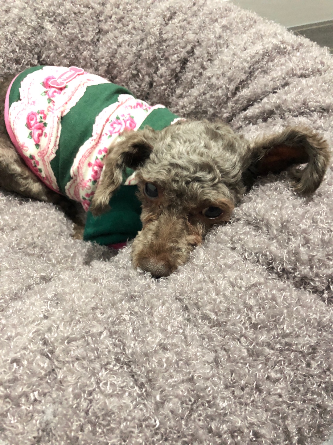 메리 ♡ 첫번째 입양후기(세나)