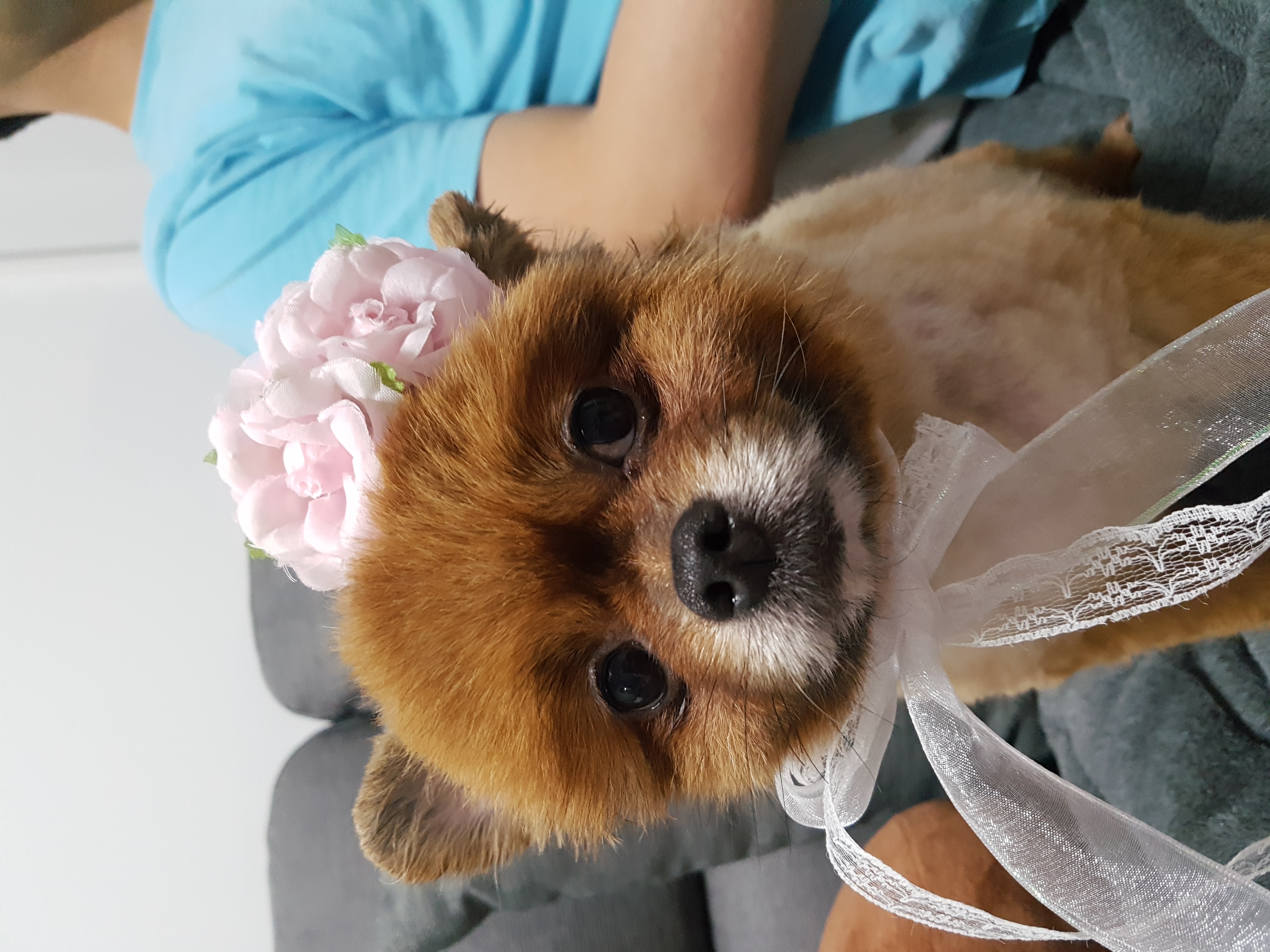 시흥번식장 구조견 홍시 입양 후기로 찾아왔어요 ^0^