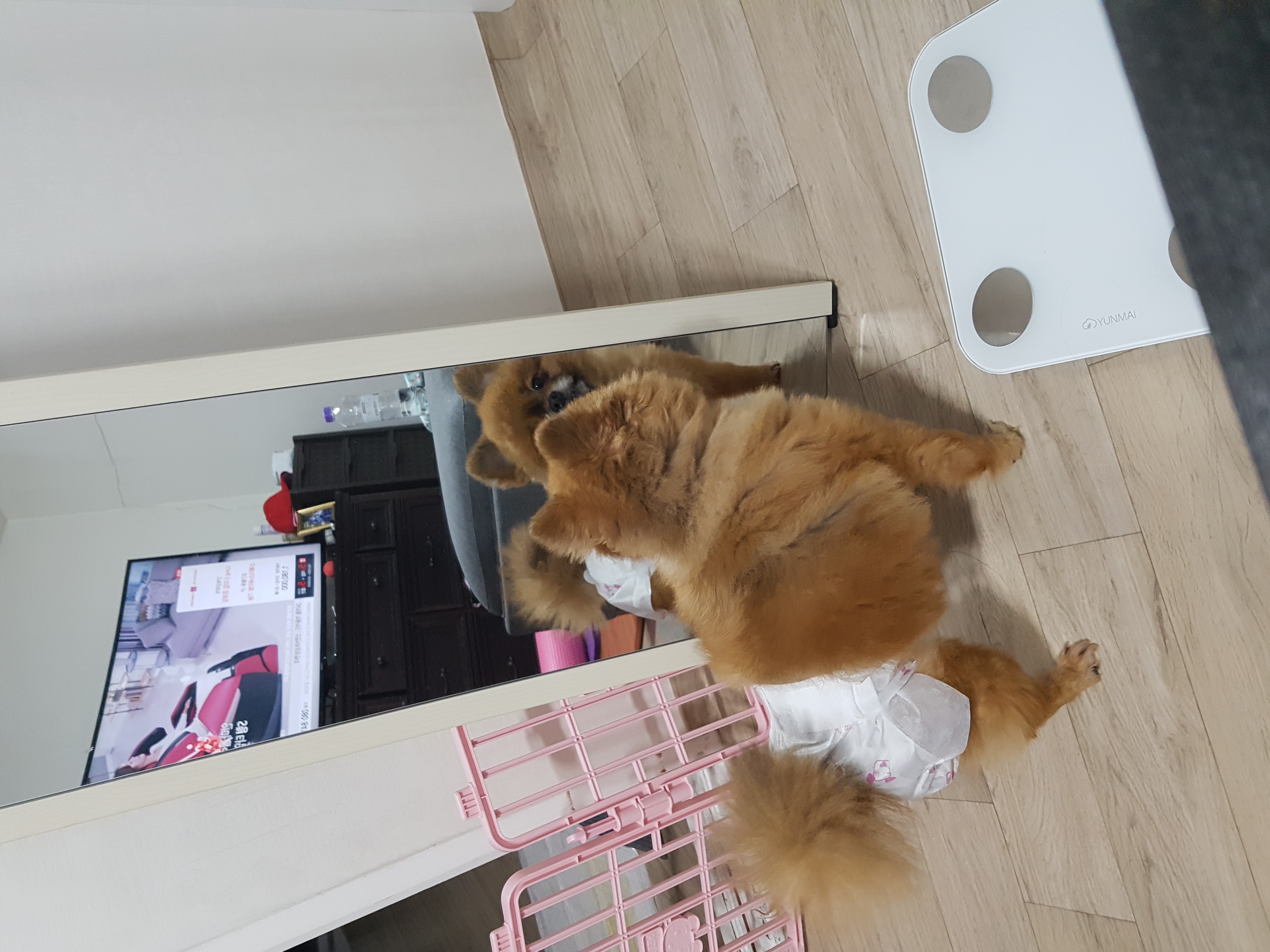 시흥번식장 구조견 홍시 입양 후기로 찾아왔어요 ^0^