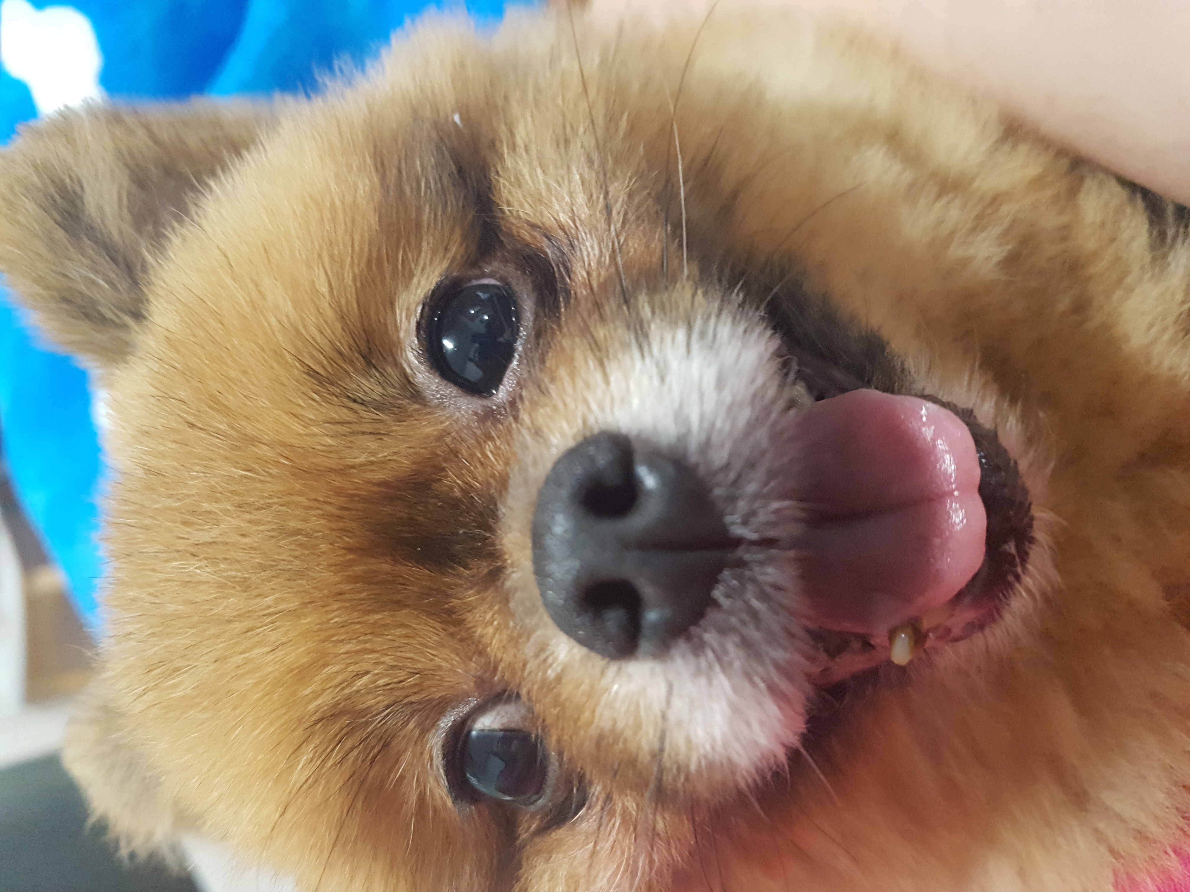 시흥번식장 구조견 홍시 입양 후기로 찾아왔어요 ^0^