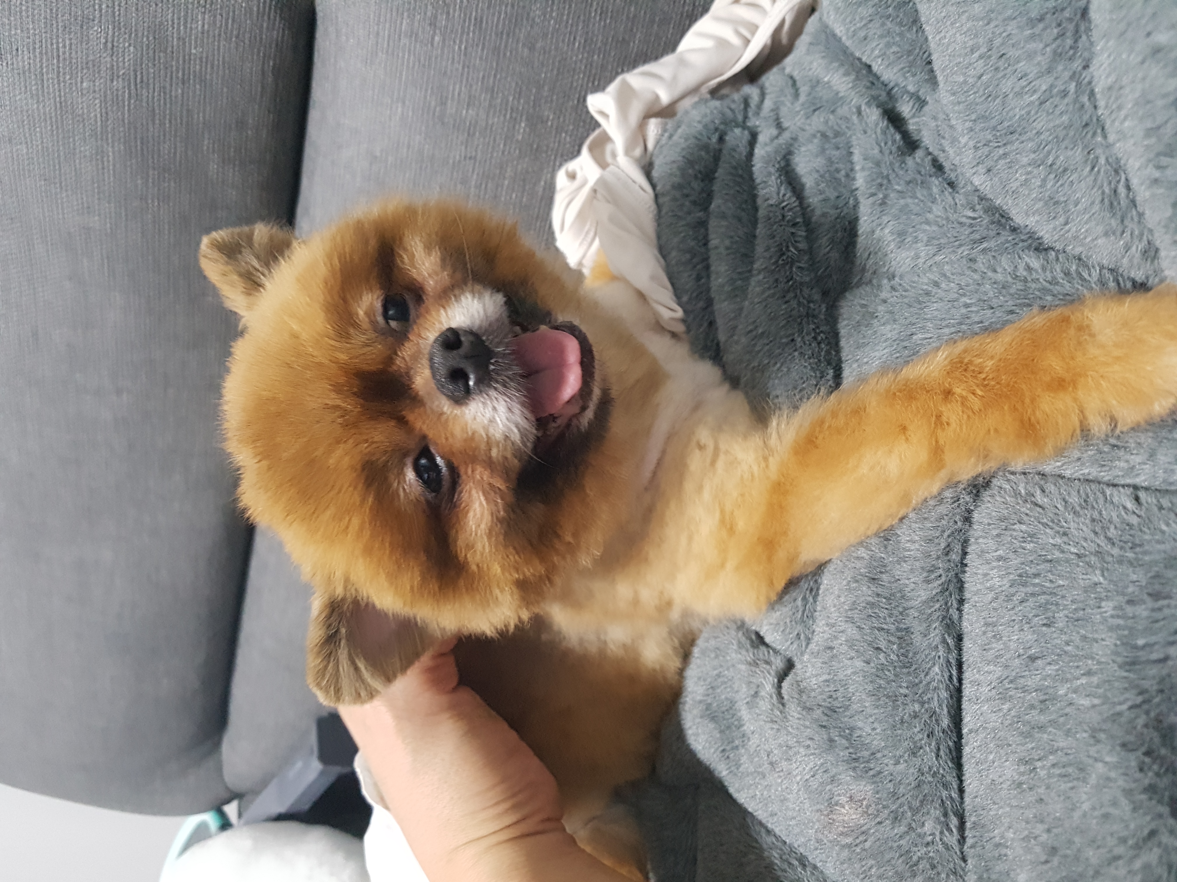 시흥번식장 구조견 홍시 입양 후기로 찾아왔어요 ^0^