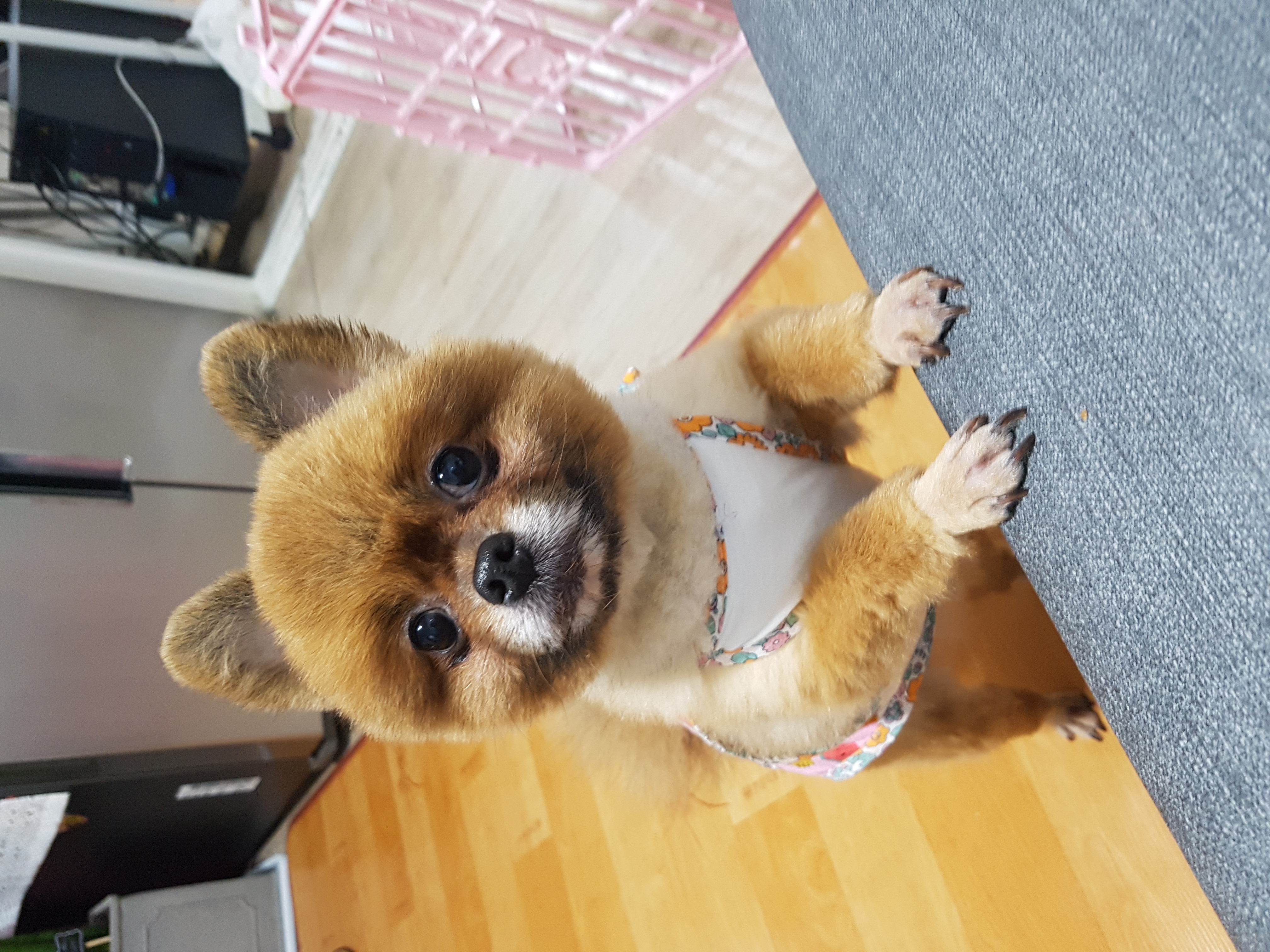 시흥번식장 구조견 홍시 입양 후기로 찾아왔어요 ^0^