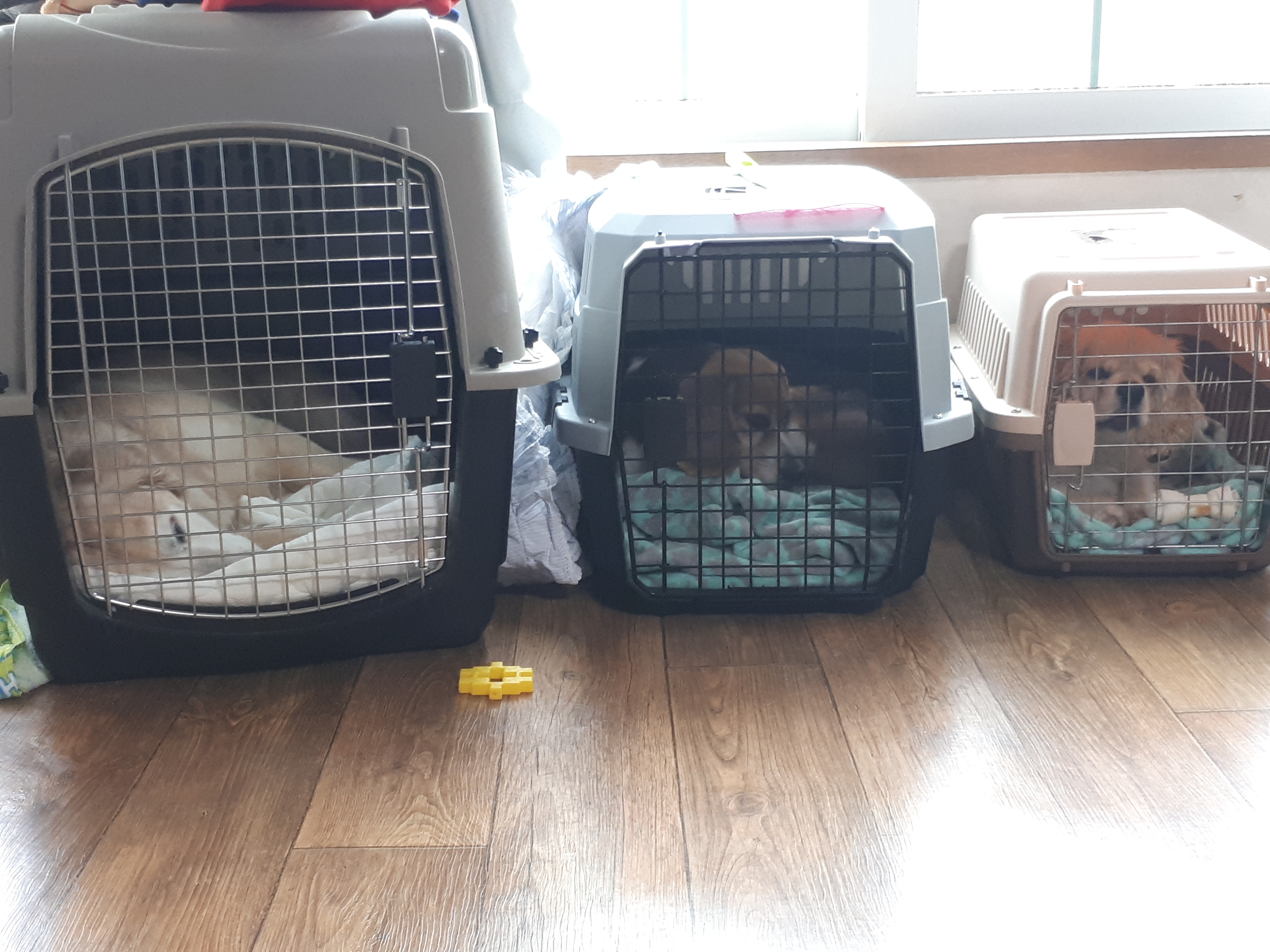 니엘이가 집에 온지 일주일이 되었어요.