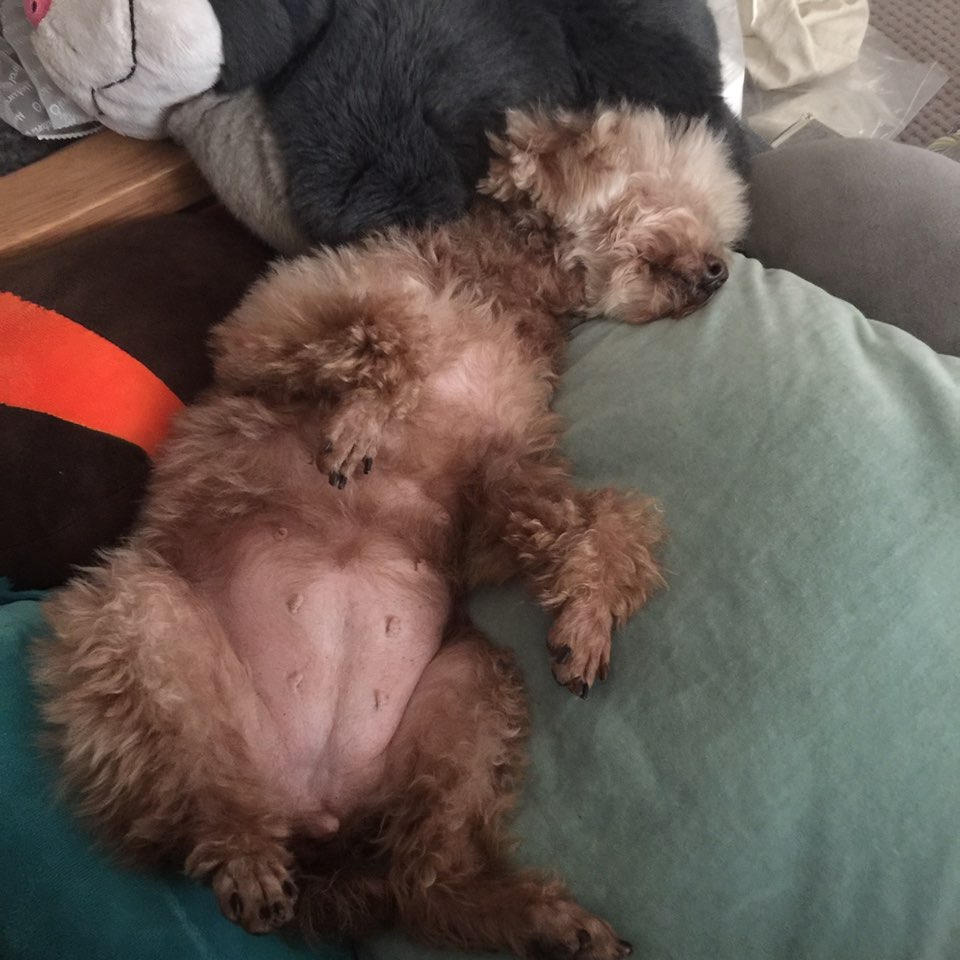 시흥 화재현장에서 구조된 제인 입양했어요~