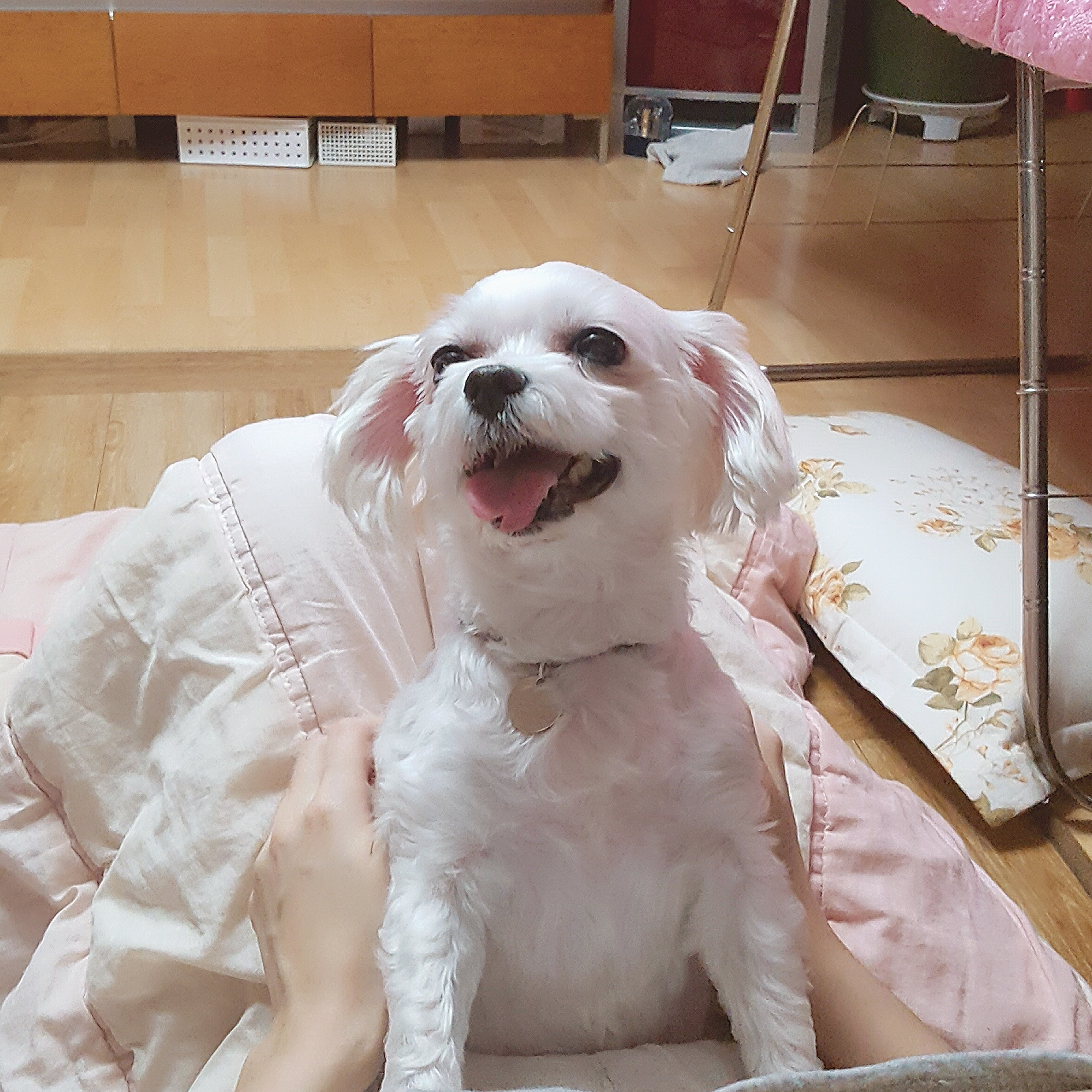 시흥번식장 구조견 뽀야 소식전해요 :)