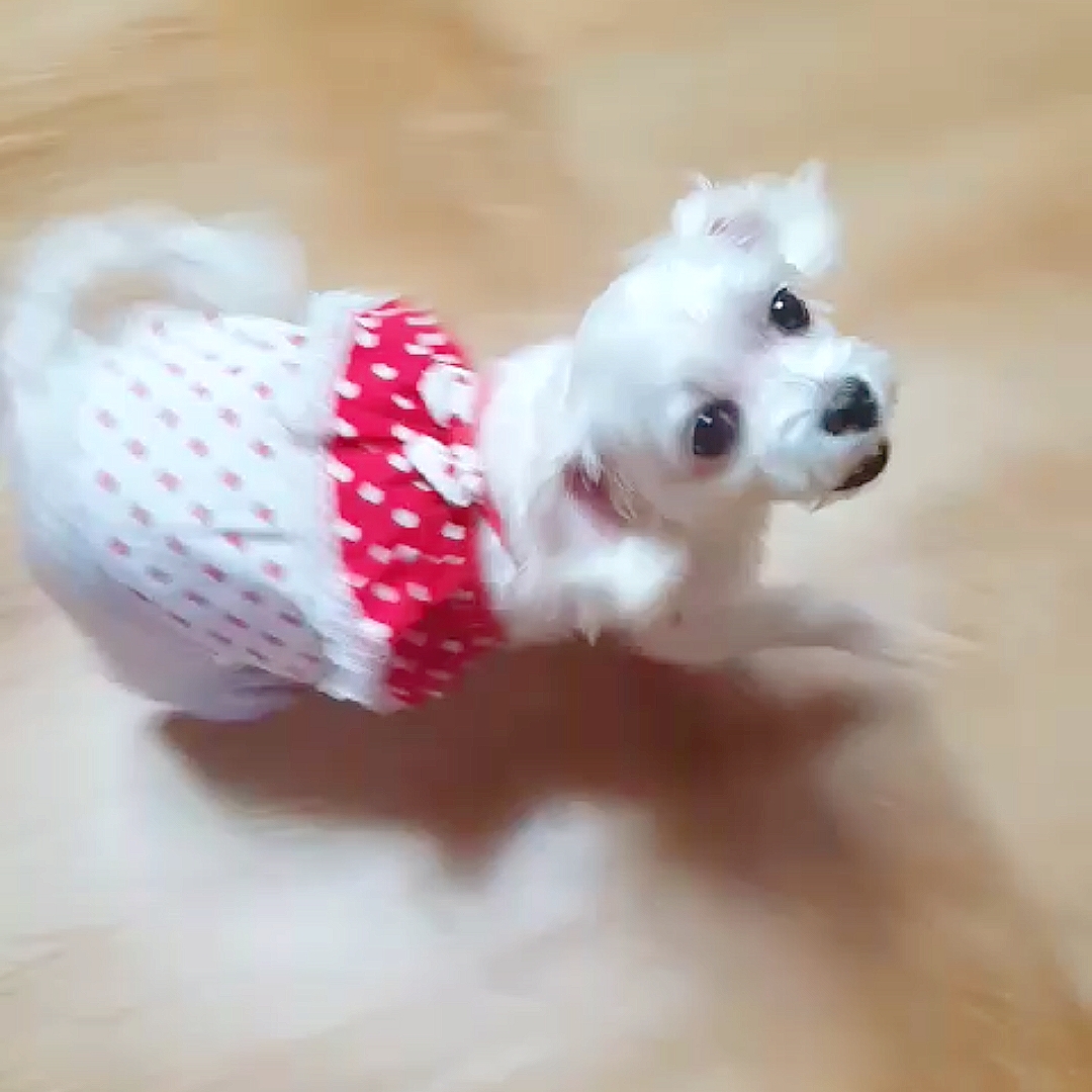 시흥번식장 구조견 뽀야 소식전해요 :)