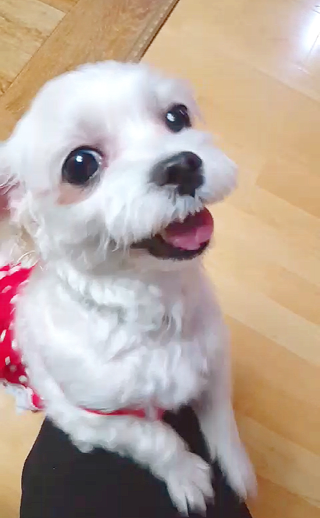 시흥번식장 구조견 뽀야 소식전해요 :)