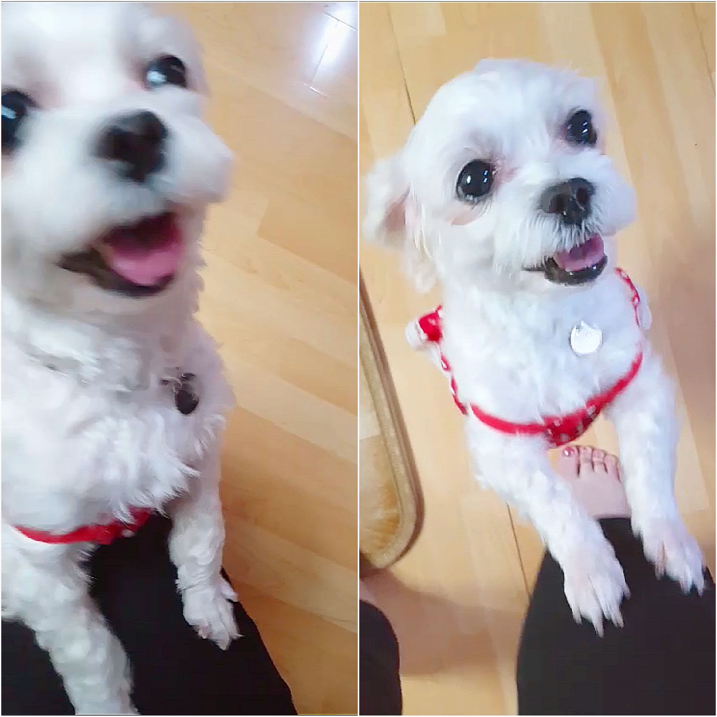 시흥번식장 구조견 뽀야 소식전해요 :)