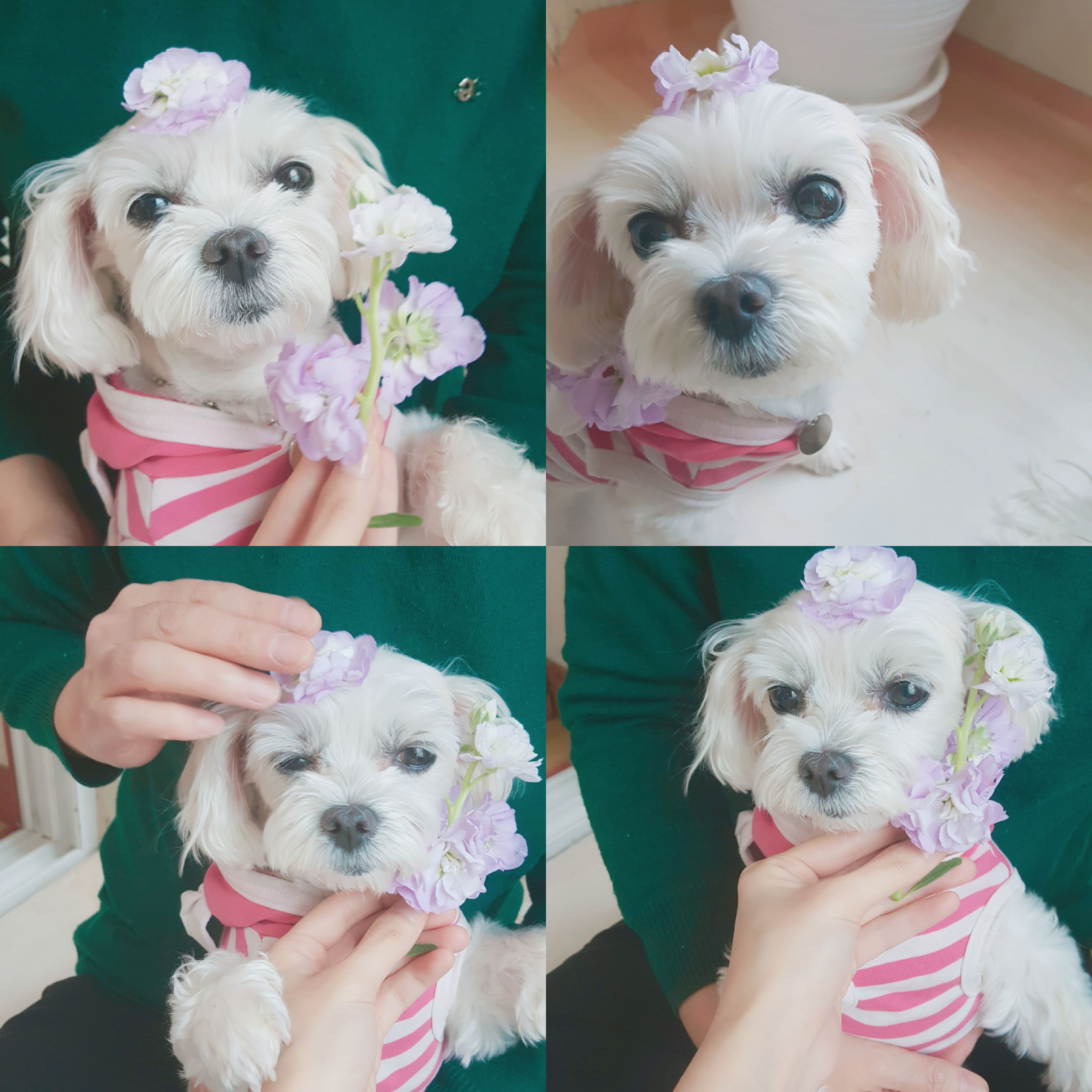 시흥번식장 구조견 뽀야 소식전해요 :)