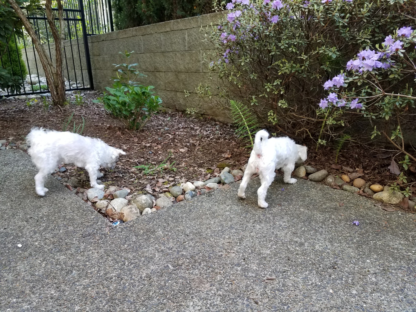 비단이 첫번째 입양 후기 올립니다