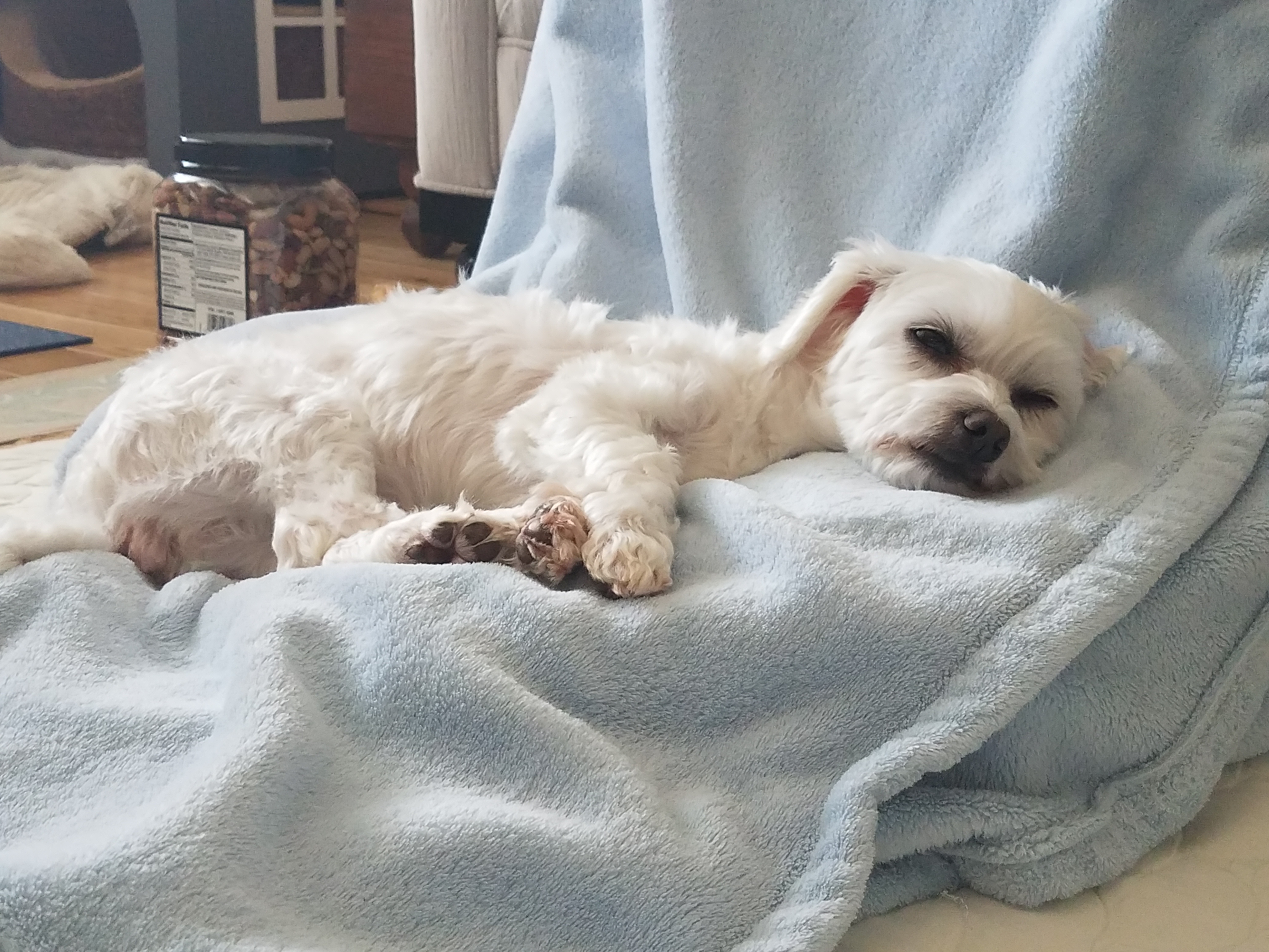 비단이 첫번째 입양 후기 올립니다