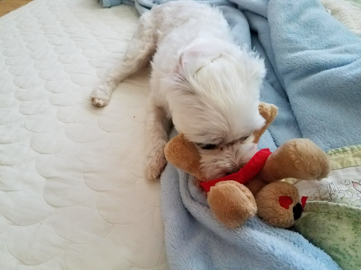 비단이 첫번째 입양 후기 올립니다