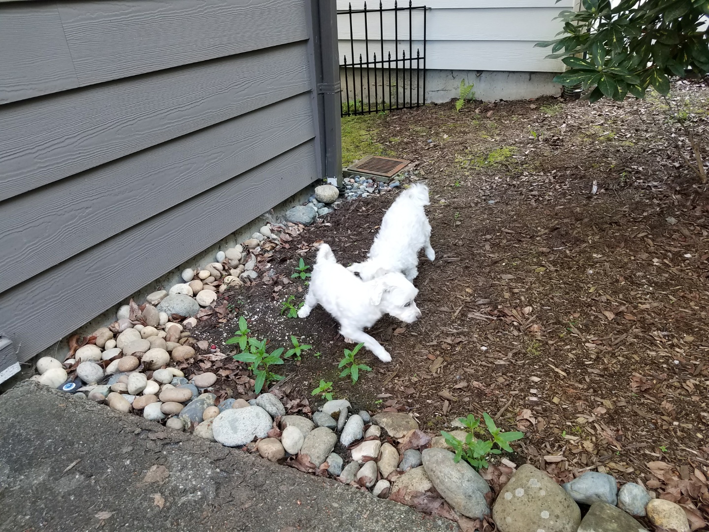 비단이 첫번째 입양 후기 올립니다