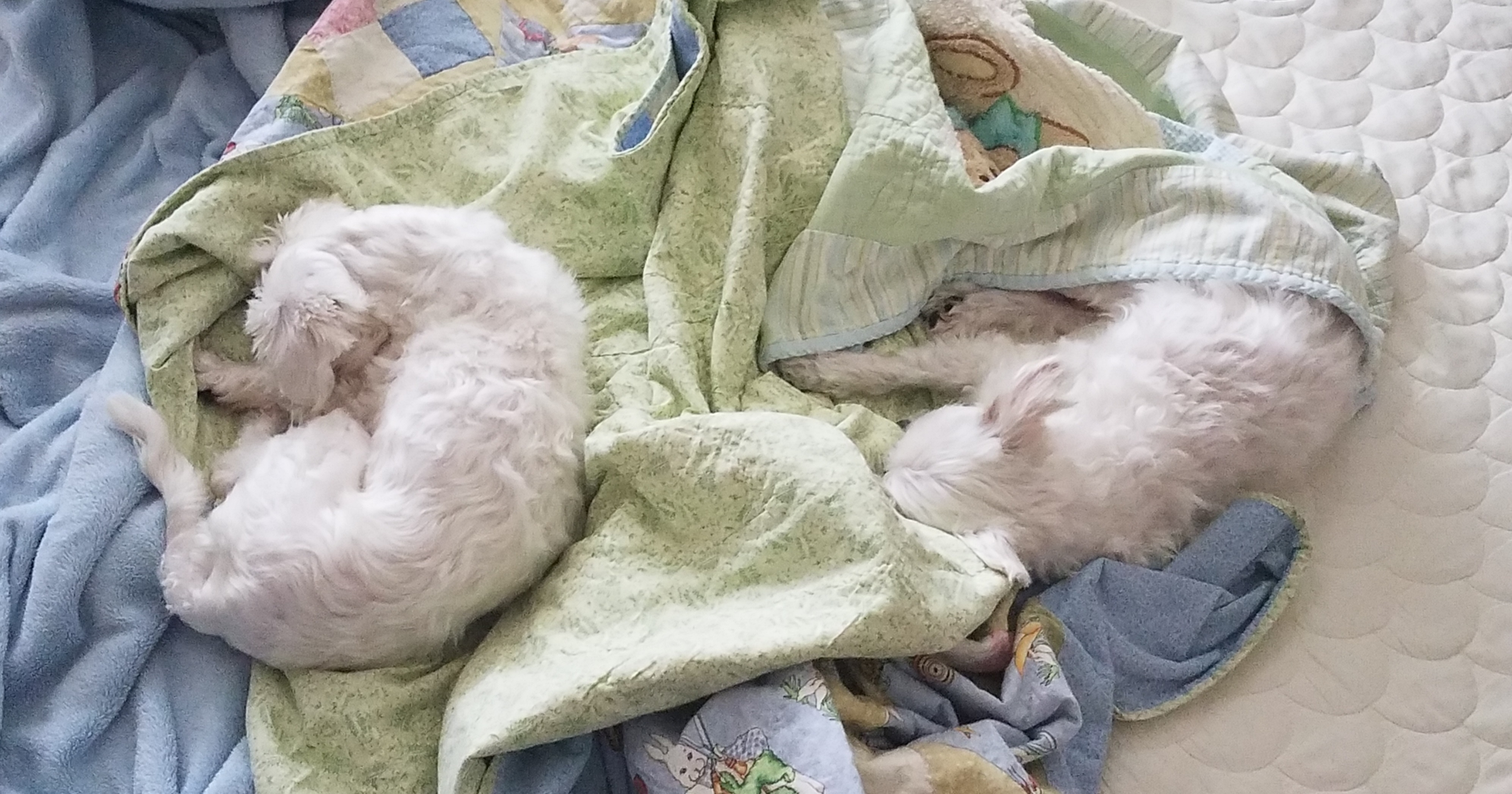 비단이 첫번째 입양 후기 올립니다