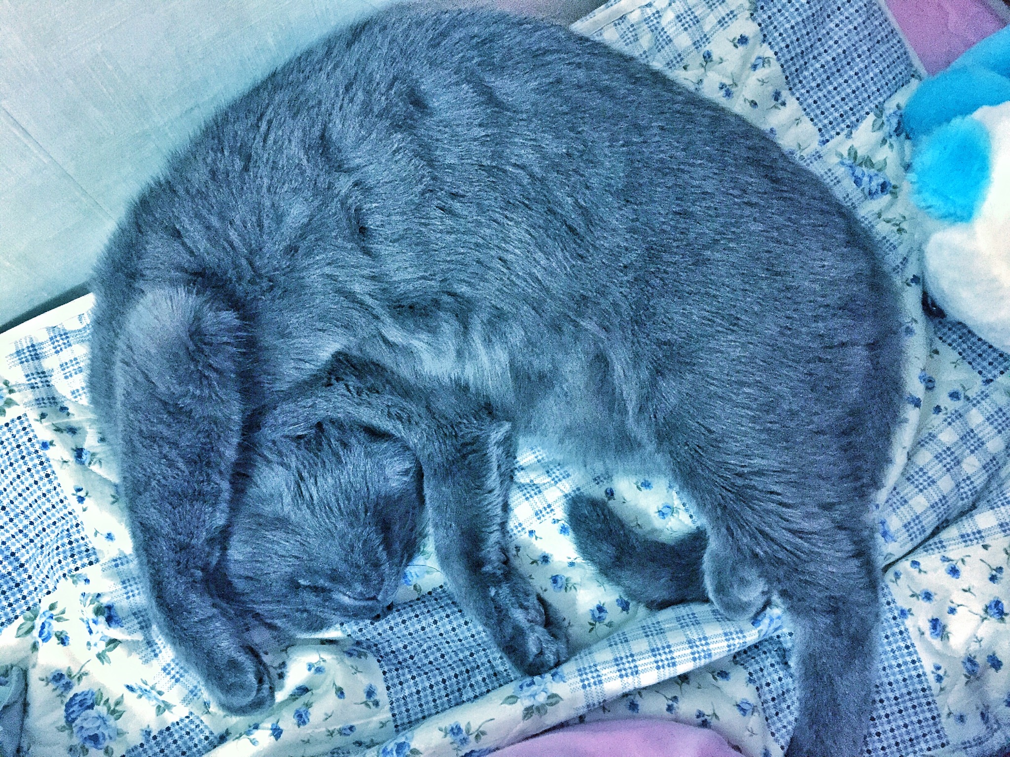 팔자 늘어진 짱이