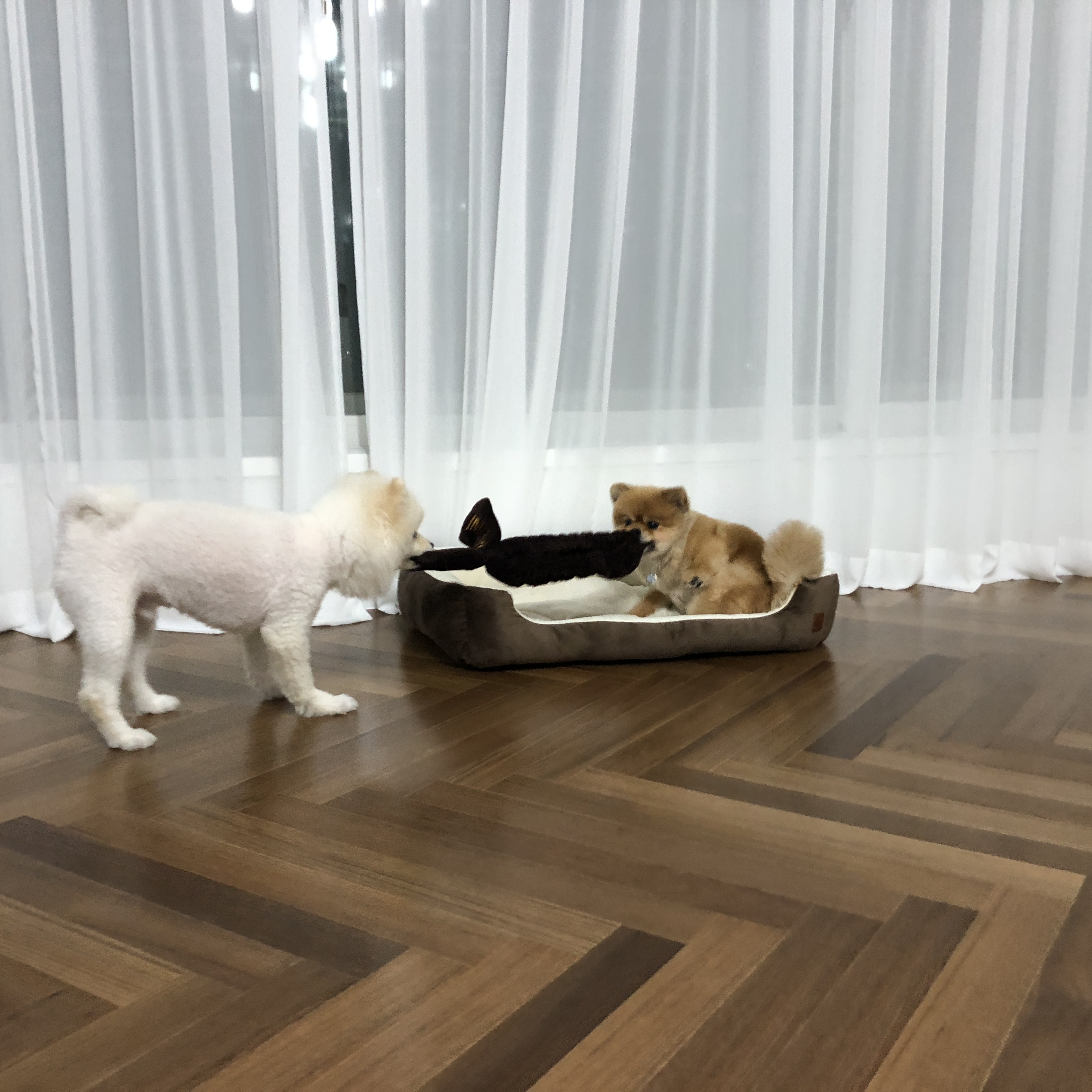 시흥 번식장 구조견 다봄이(탑3배추) 입양 후기입니다♥