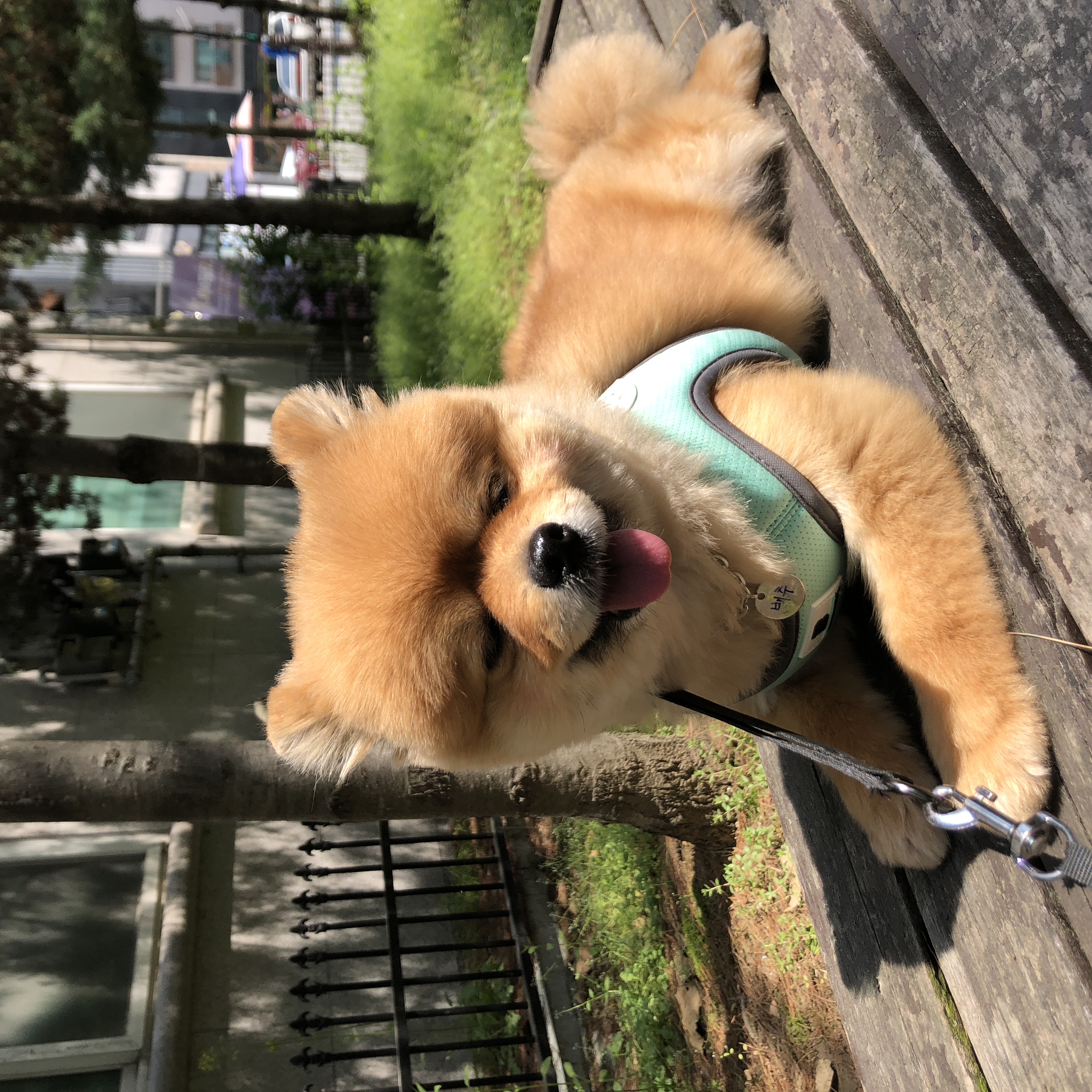 시흥 번식장 구조견 다봄이(탑3배추) 입양 후기입니다♥